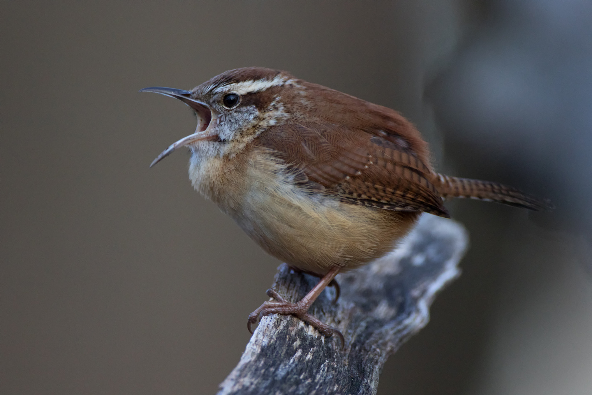 Canon EF 500mm F4L IS USM sample photo. Wren calling photography