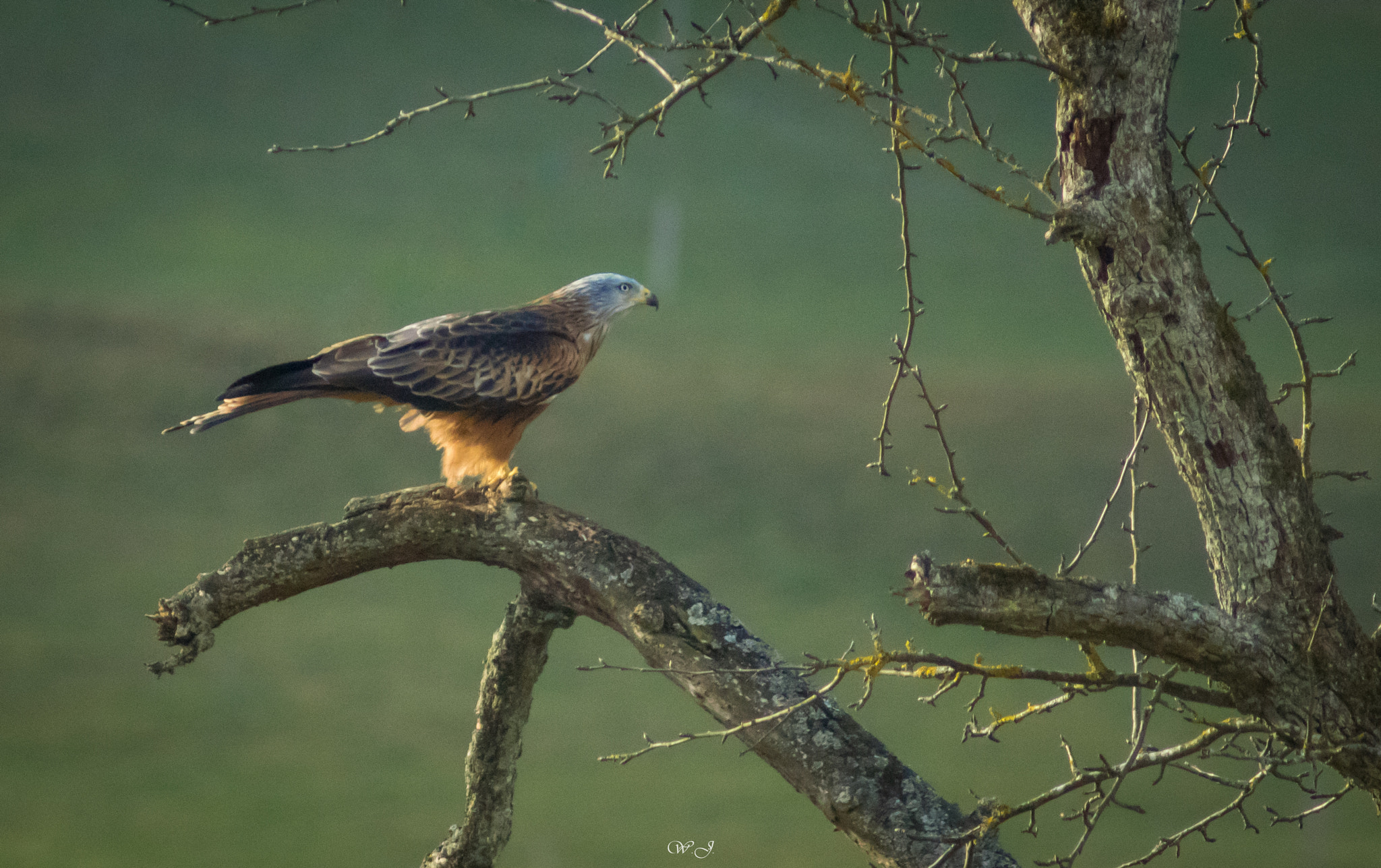 Sony ILCA-77M2 sample photo. Red kite photography