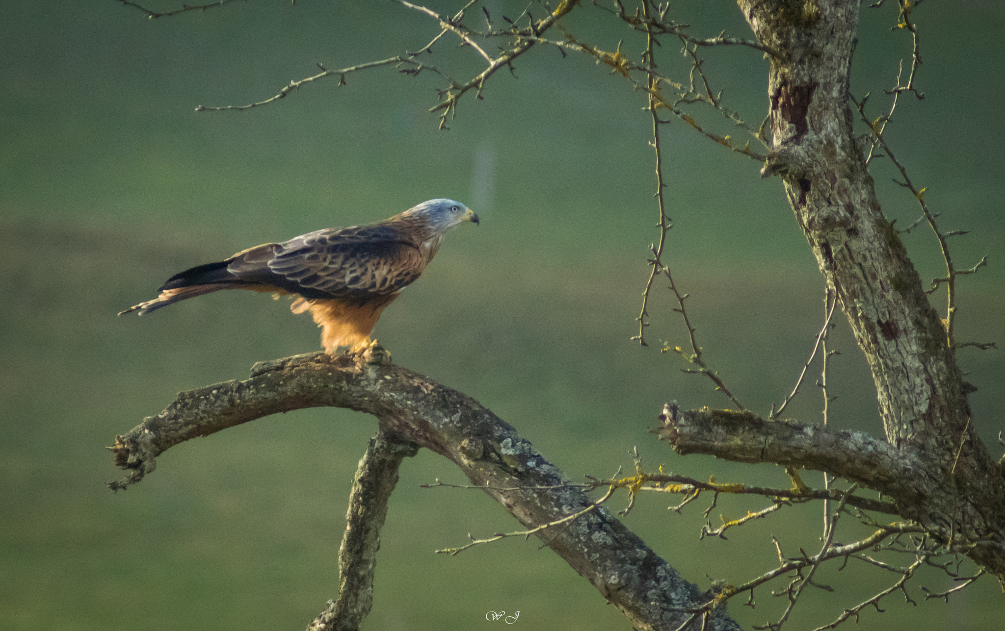 Sony 75-300mm F4.5-5.6 sample photo. Red kite photography