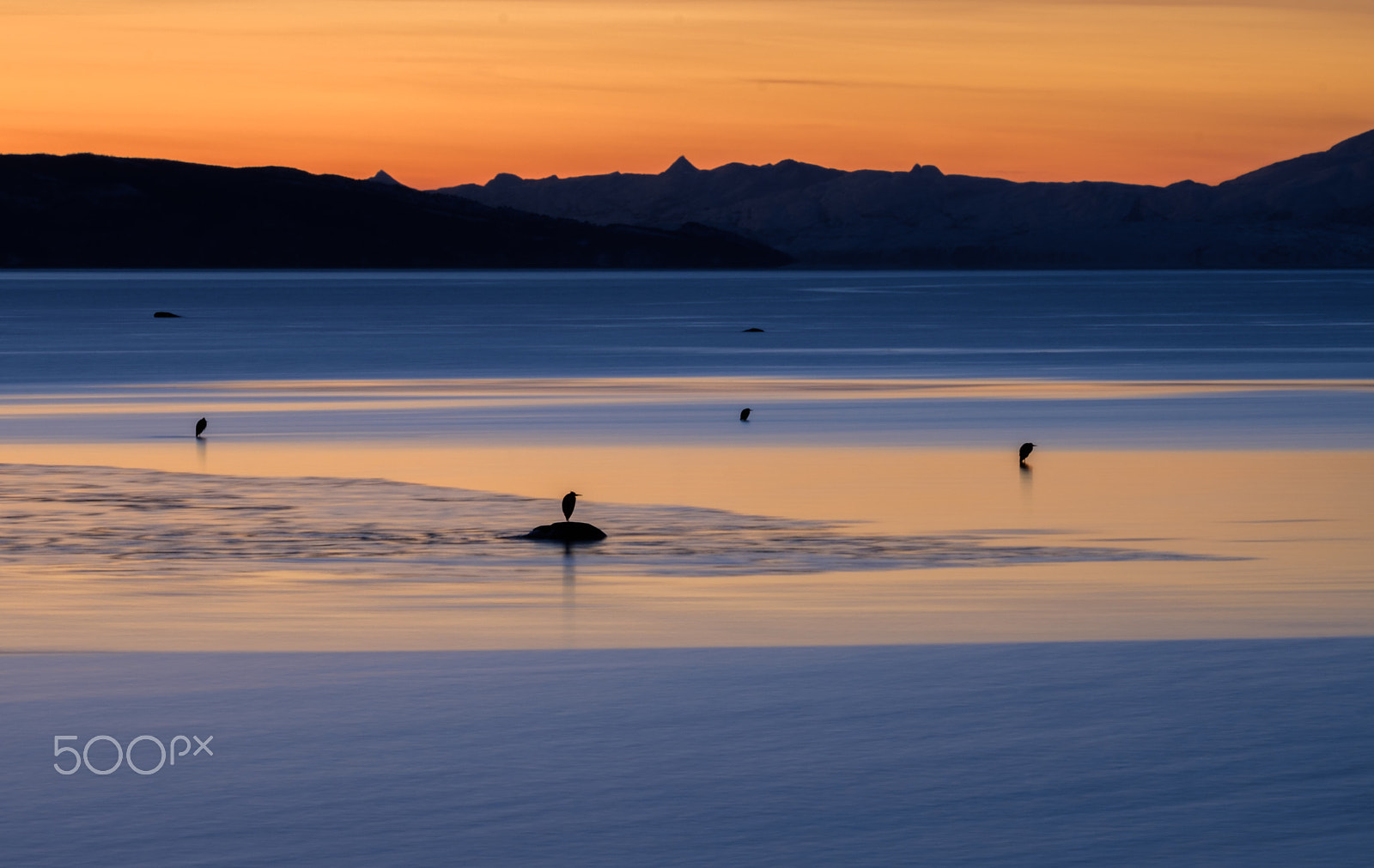 Fujifilm XF 100-400mm F4.5-5.6 R LM OIS WR sample photo. Herons in sunset photography