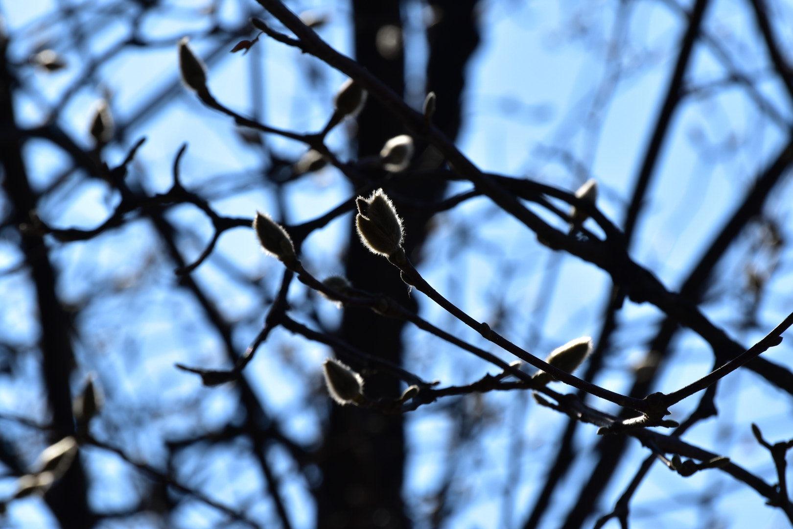 Nikon D5500 sample photo. Blooming photography