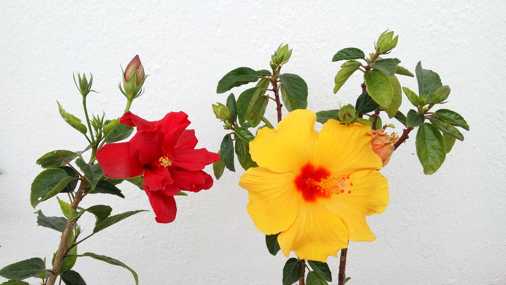 Xiaomi HM Note 2 sample photo. Good neighbours photography
