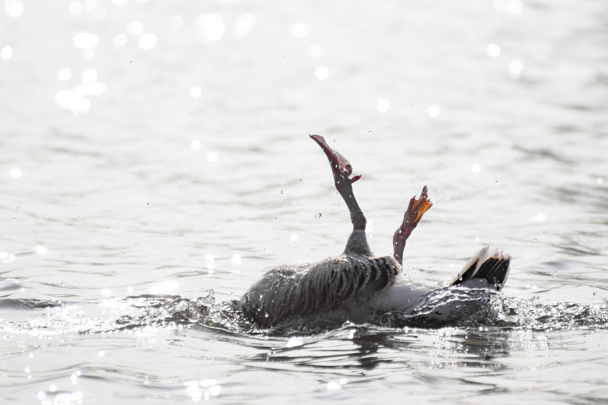 Sony 75-300mm F4.5-5.6 sample photo. Upside down photography