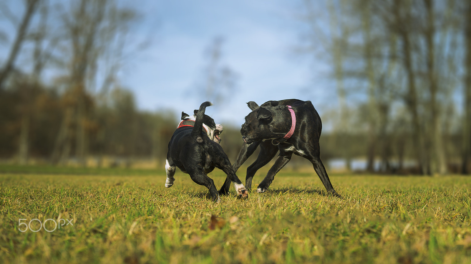 Sony Alpha a5000 (ILCE 5000) + Sigma 30mm F2.8 EX DN sample photo. Two happy dogs are playing in sunny day photography