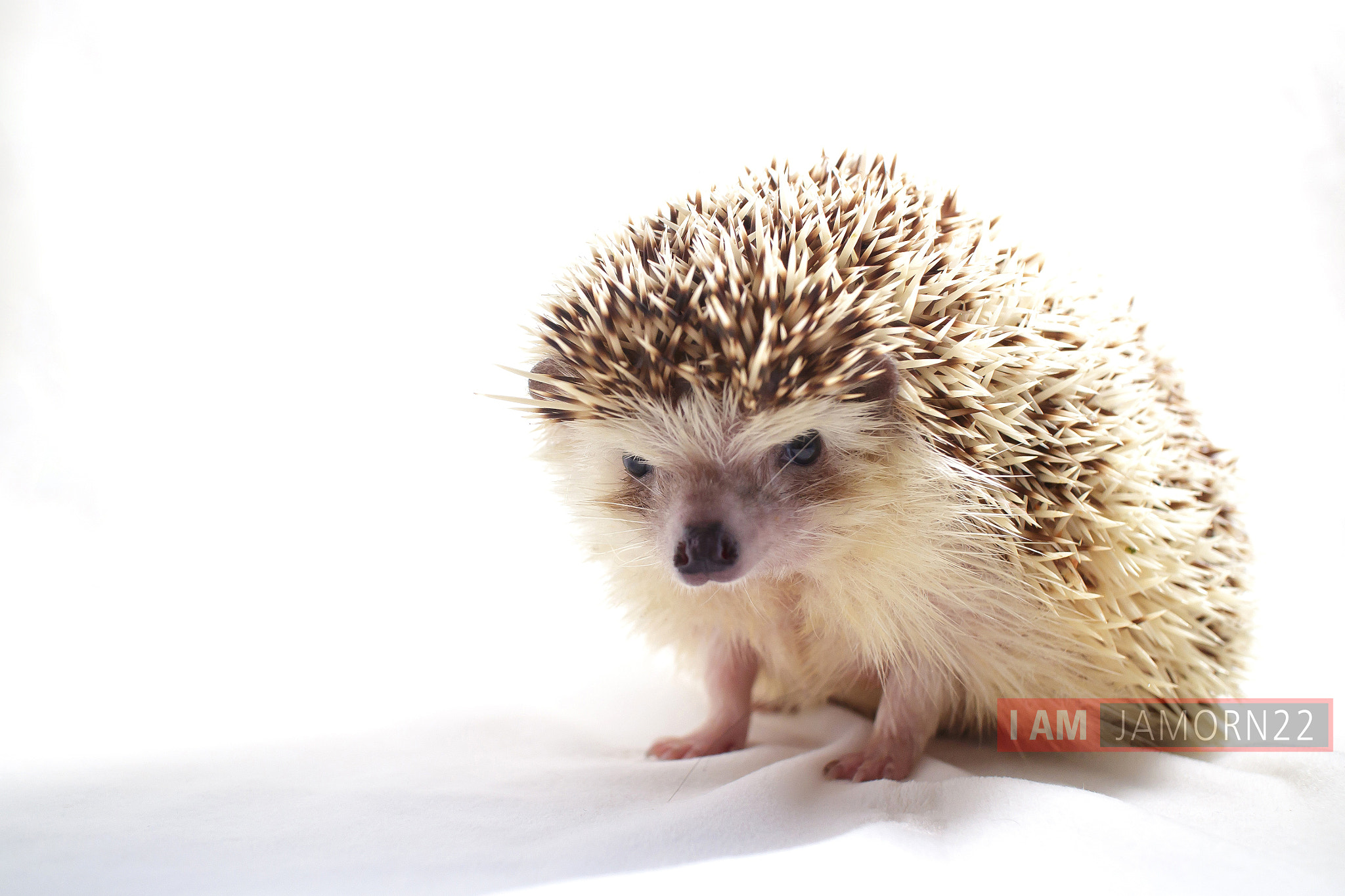 Canon EOS M2 + Canon EF-M 22mm F2 STM sample photo. Hedgehog photography