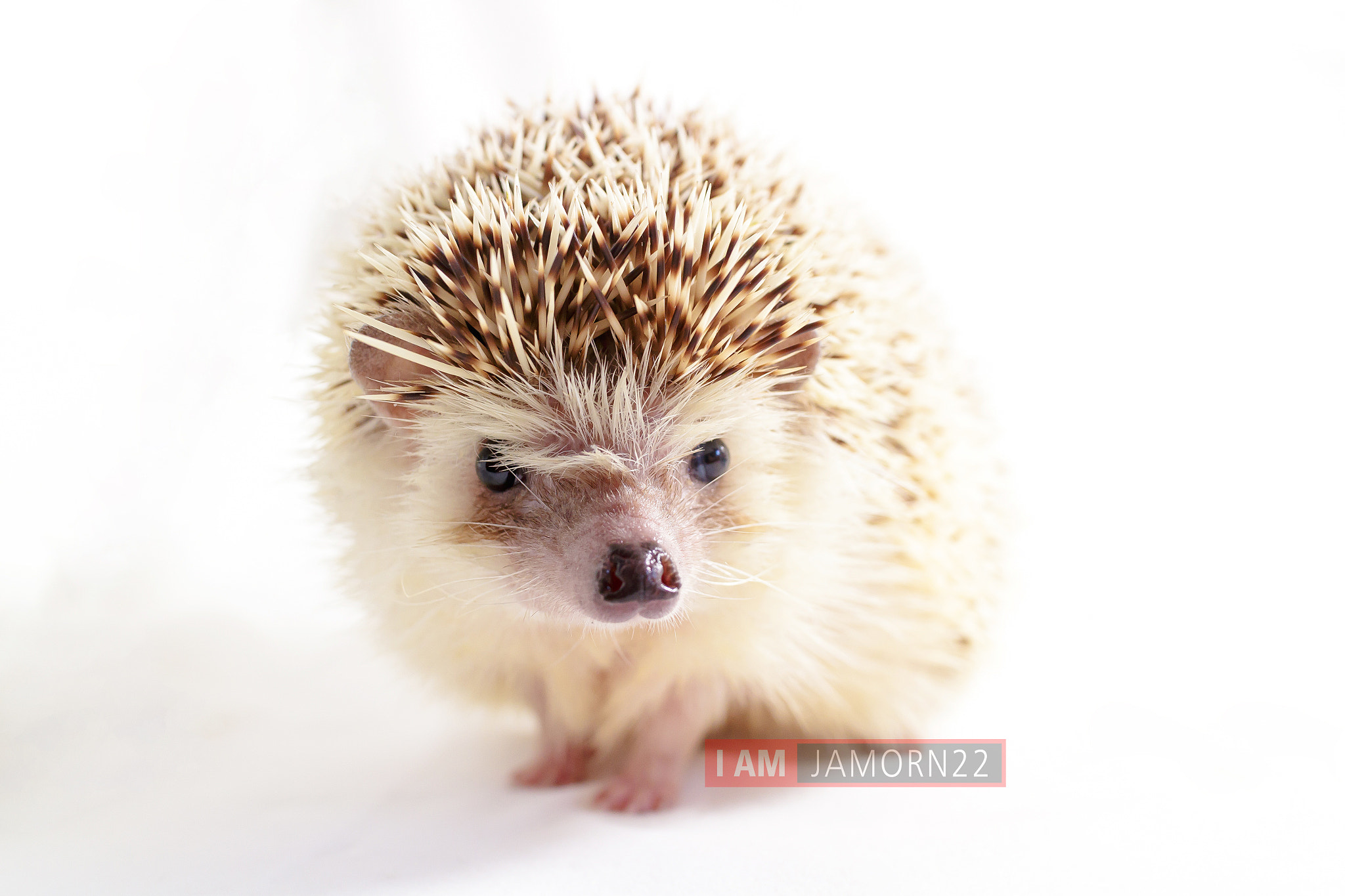 Canon EOS M2 sample photo. Hedgehog photography