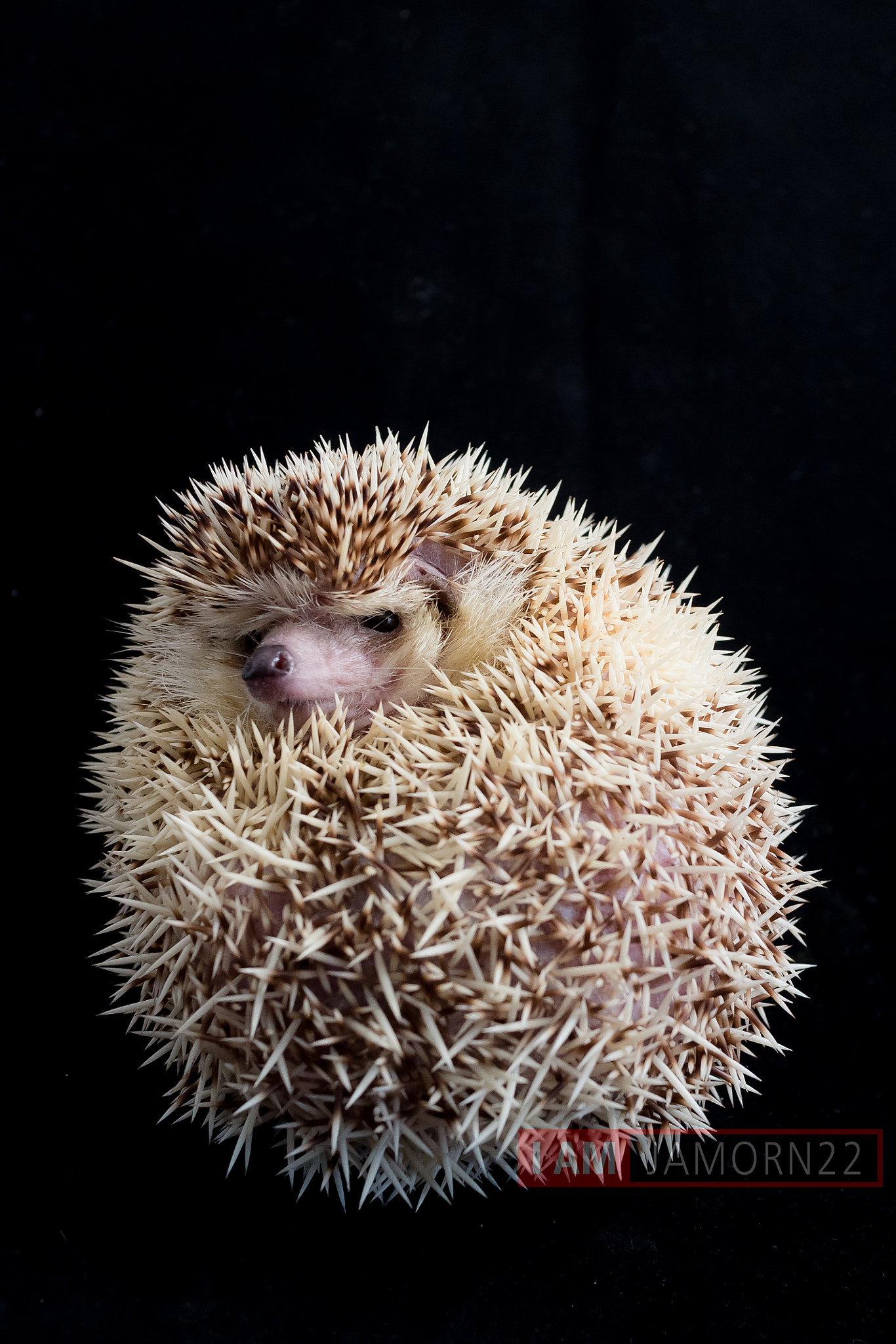 Canon EOS M2 + Canon EF-M 22mm F2 STM sample photo. Hedgehog photography