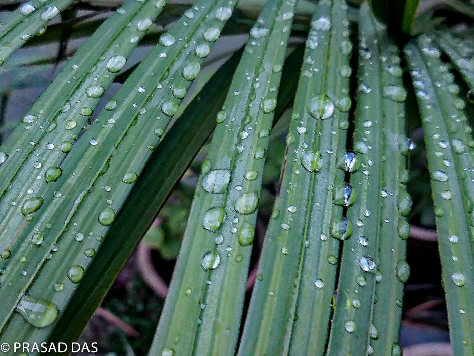 Nikon Coolpix S6900 sample photo. Leafy rain drops photography