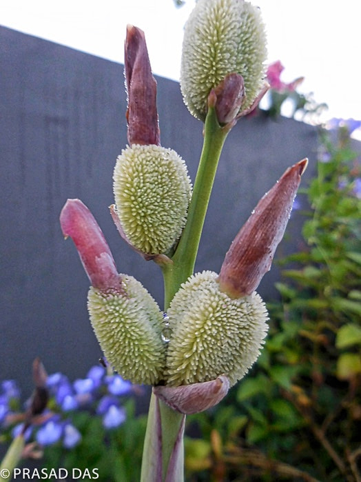 Nikon Coolpix S6900 sample photo. Cannas flower bud photography