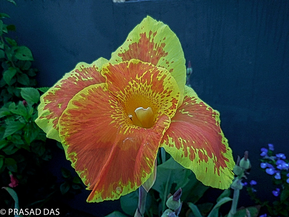 Nikon Coolpix S6900 sample photo. Yellow red cannas photography