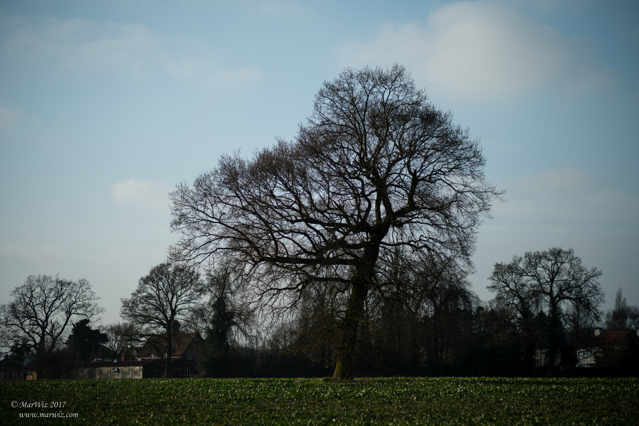 Summicron-M 1:2/90 Leitz sample photo. Spying nature photography
