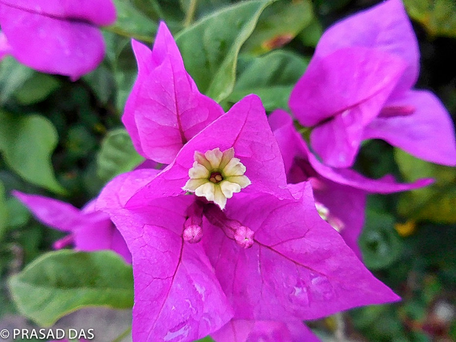 Nikon Coolpix S6900 sample photo. Boungainvillea flower-purple beauty photography