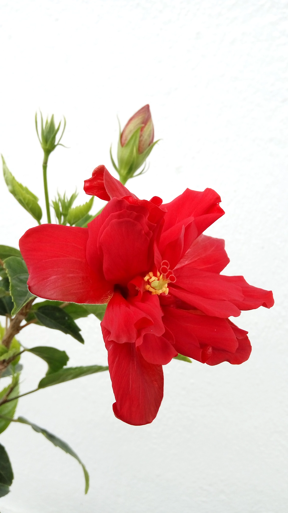 Xiaomi HM Note 2 sample photo. Simply red photography