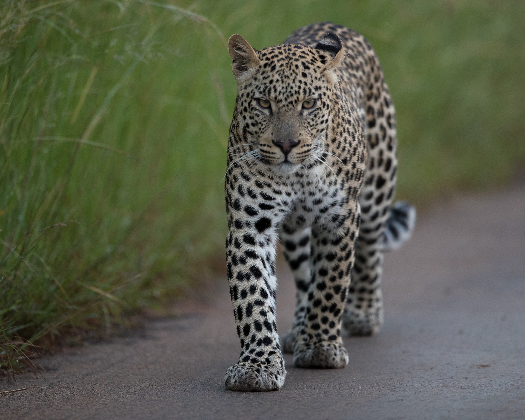 Canon EF 400mm F2.8L IS USM sample photo. . photography