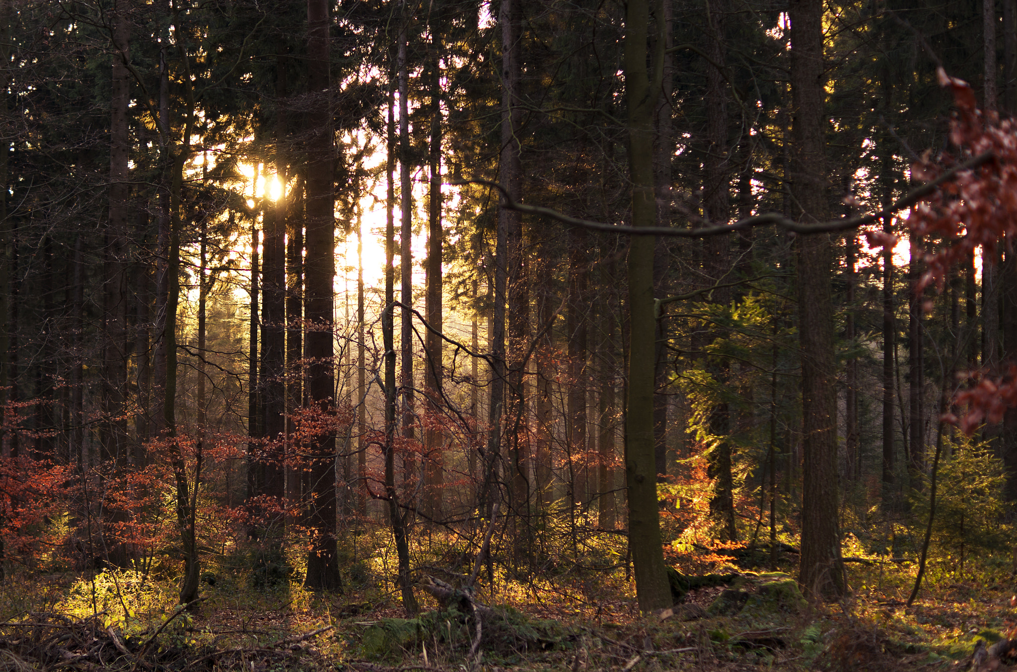 Sony DT 35mm F1.8 SAM sample photo. Golden forest photography