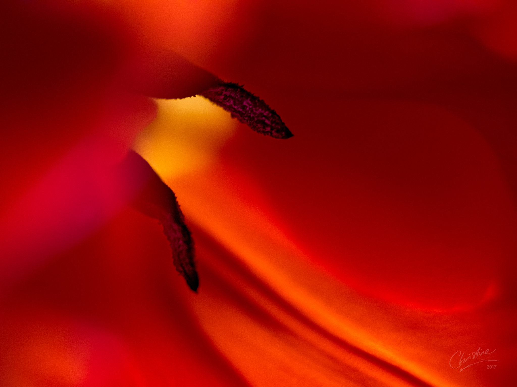 Canon EF-S 60mm F2.8 Macro USM sample photo. Cascading light photography