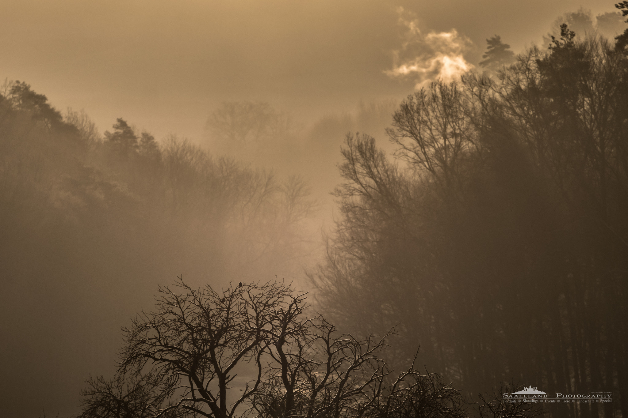 Canon EOS 80D sample photo. Morning fog [2] photography