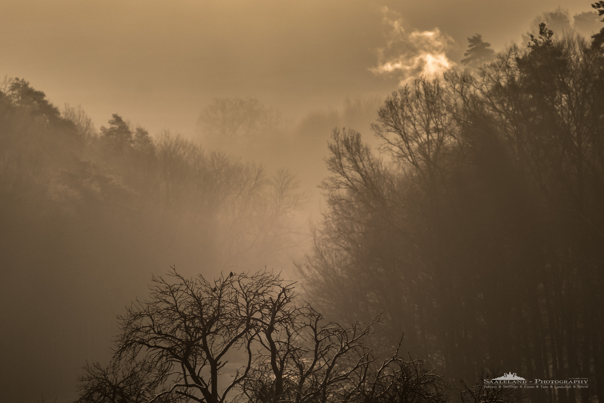 Tamron SP 35mm F1.8 Di VC USD sample photo. Morning fog [2] photography