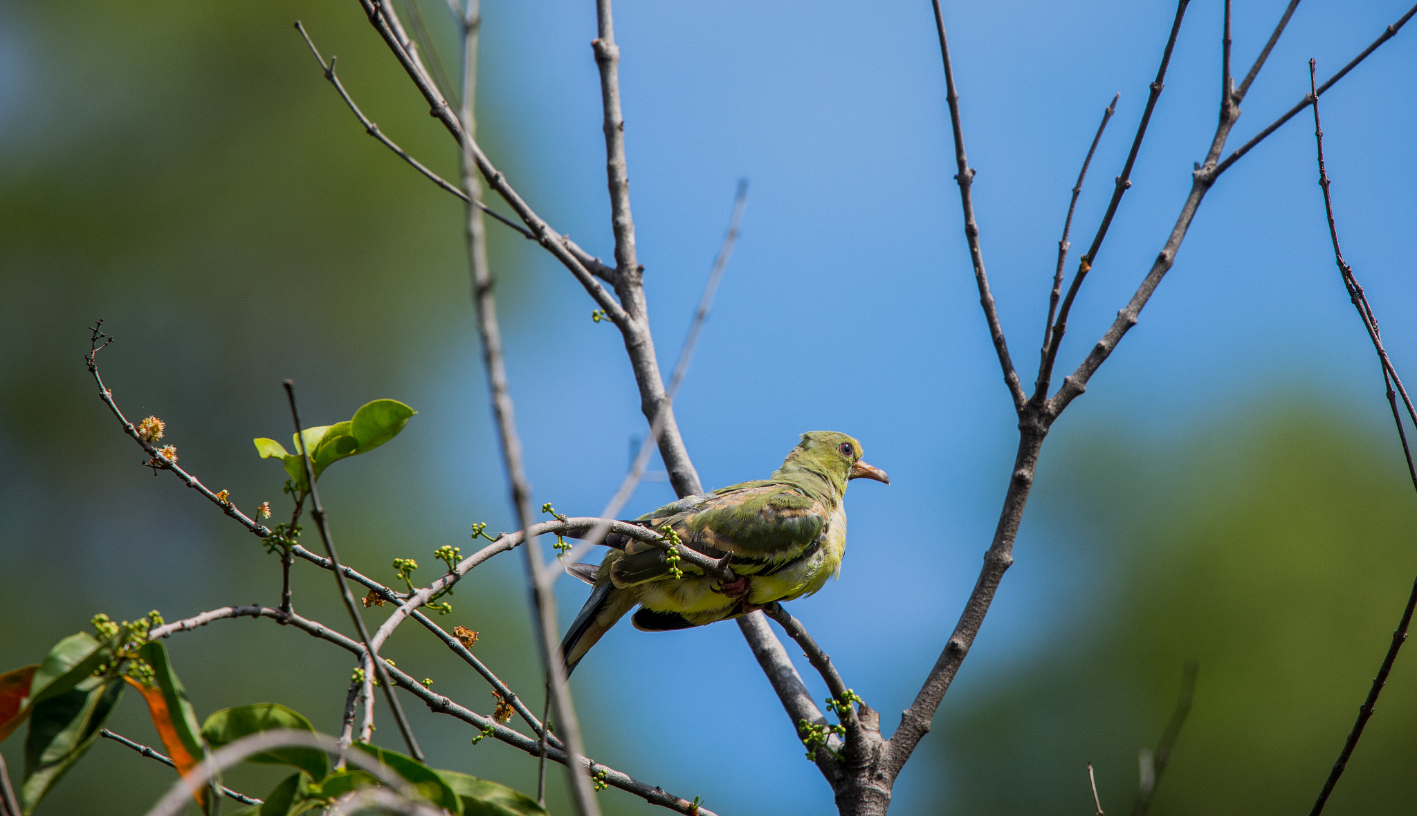 Nikon Nikkor AF-S 300mm F4E PF ED VR sample photo. Basking in the sunday photography