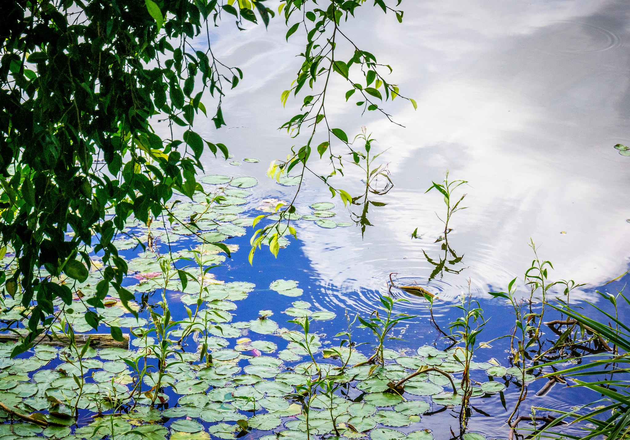 Sony Alpha NEX-7 + Sony E 18-200mm F3.5-6.3 OSS sample photo. Ripples in the lake photography