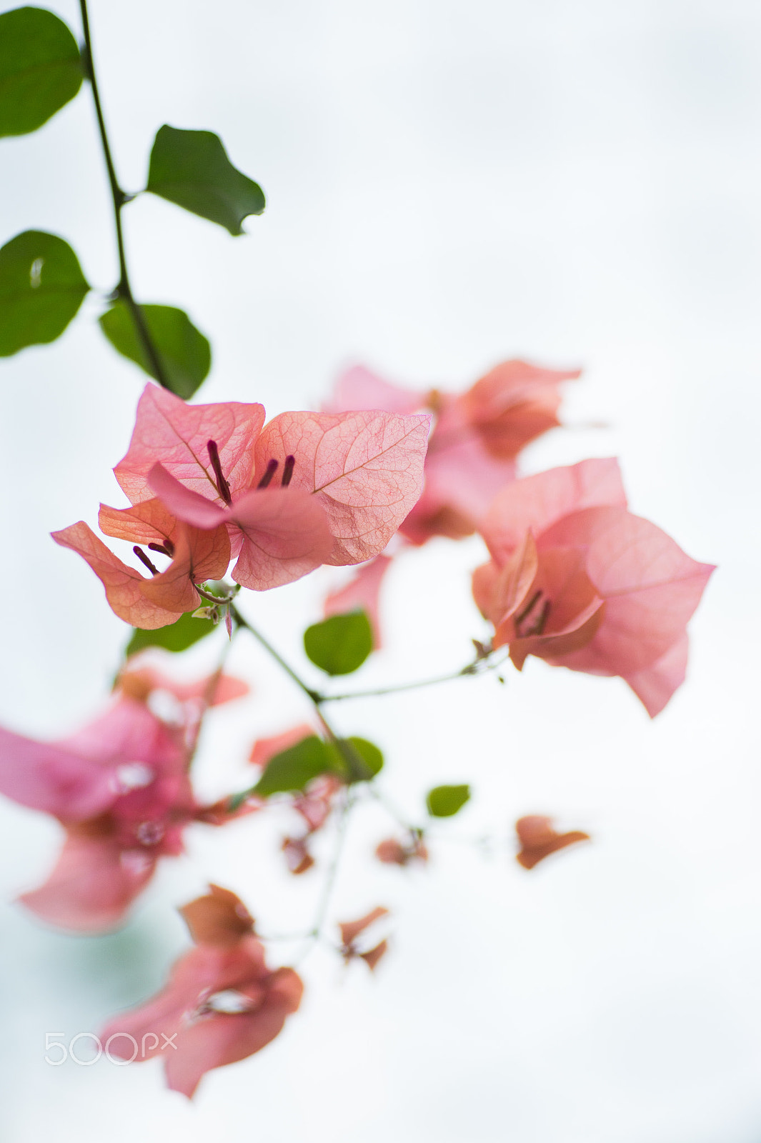 Nikon Df sample photo. Dreamy pink photography