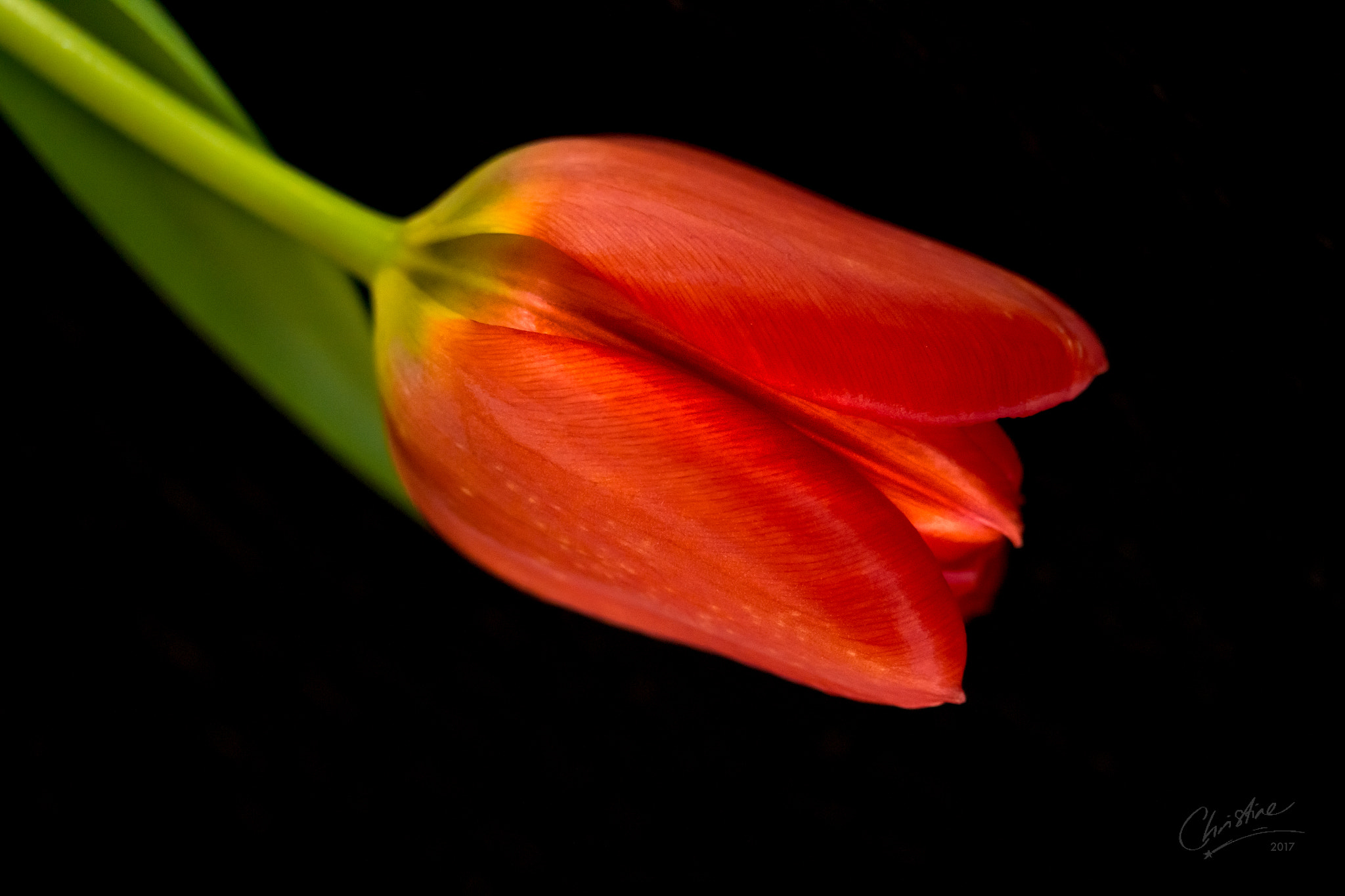 Canon EF-S 60mm F2.8 Macro USM sample photo. Previewing spring photography