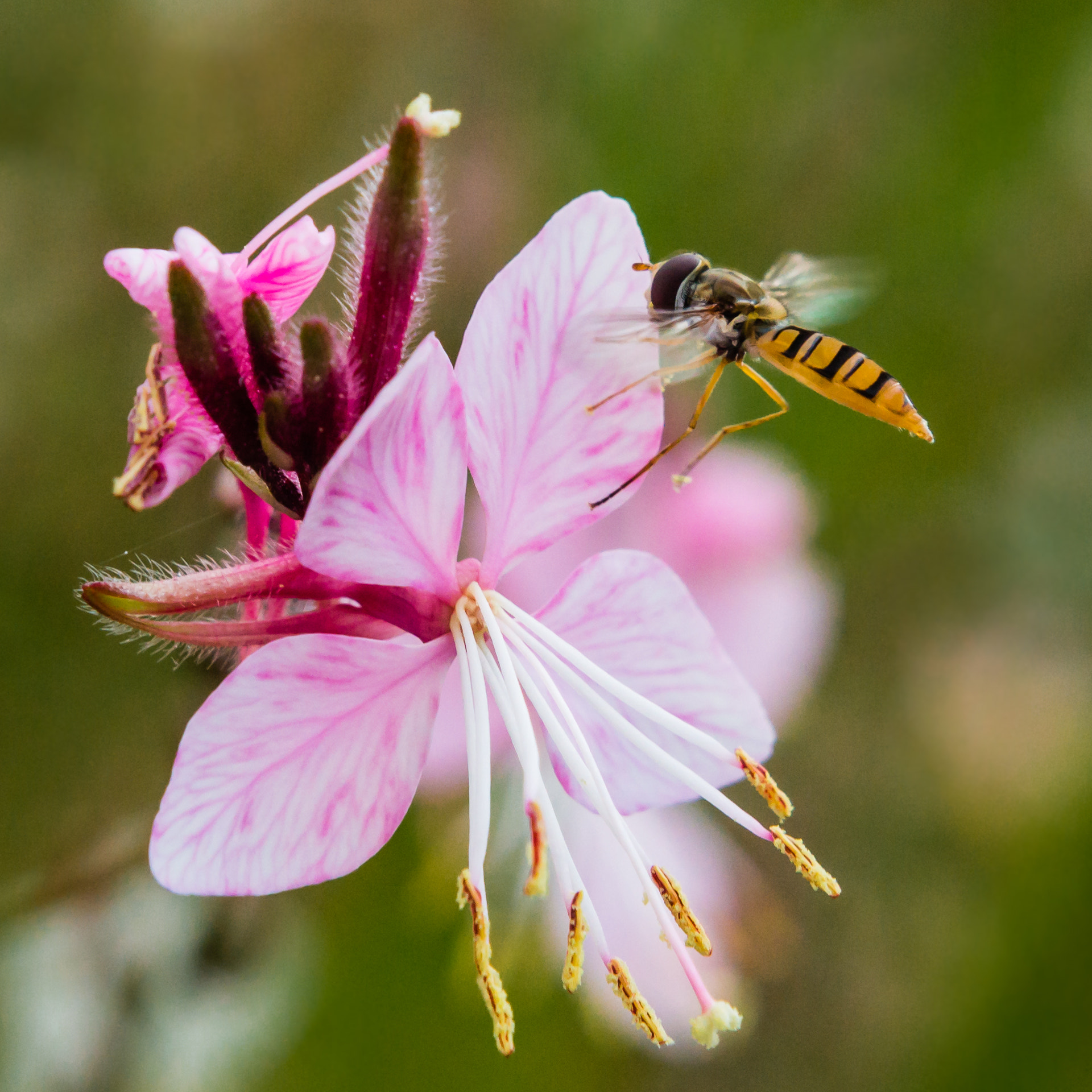 Sony Alpha NEX-3N + Sony E 55-210mm F4.5-6.3 OSS sample photo. Syrphe et gaura photography