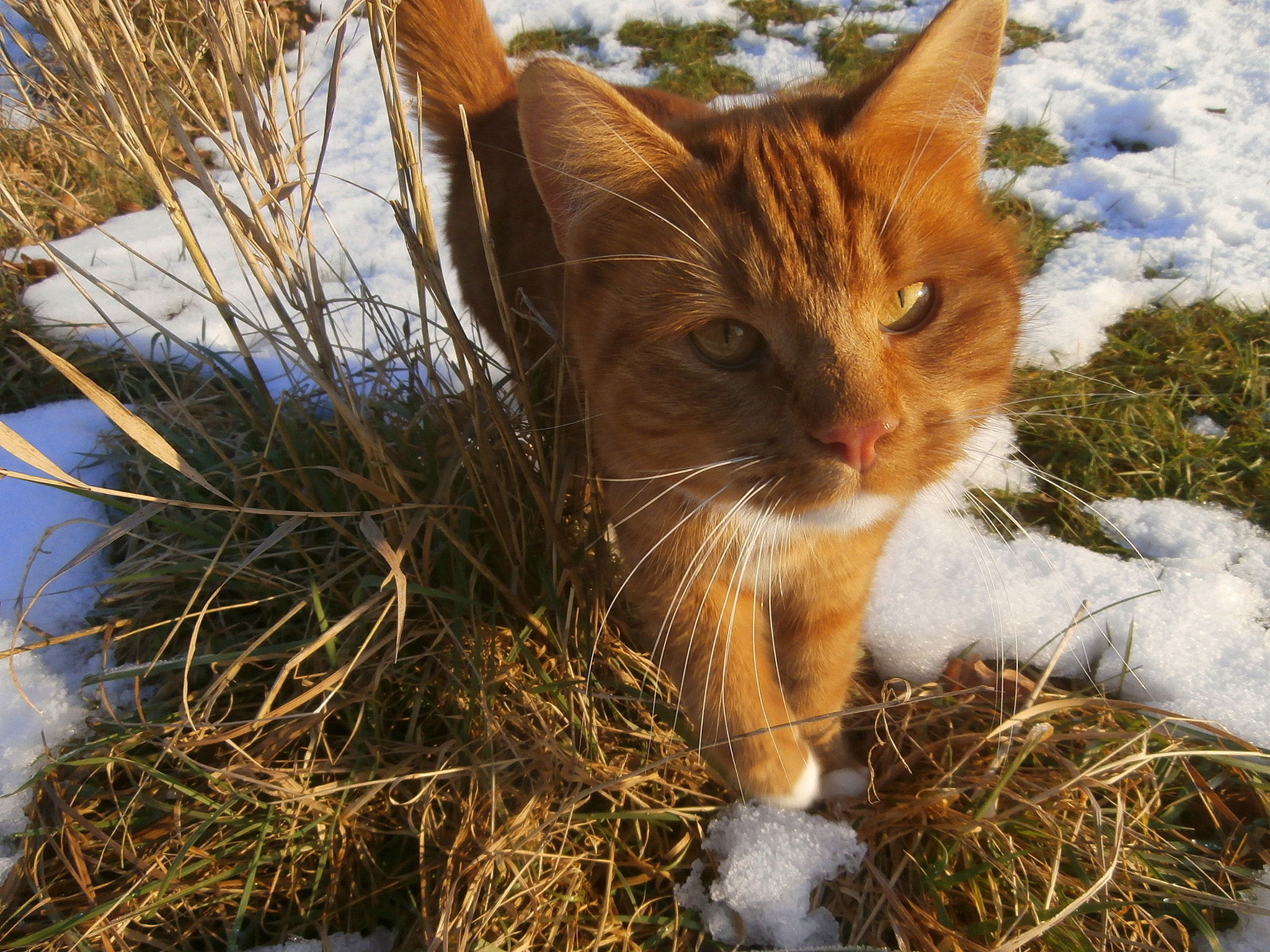 Olympus VR340,D750 sample photo. My little friend. photography