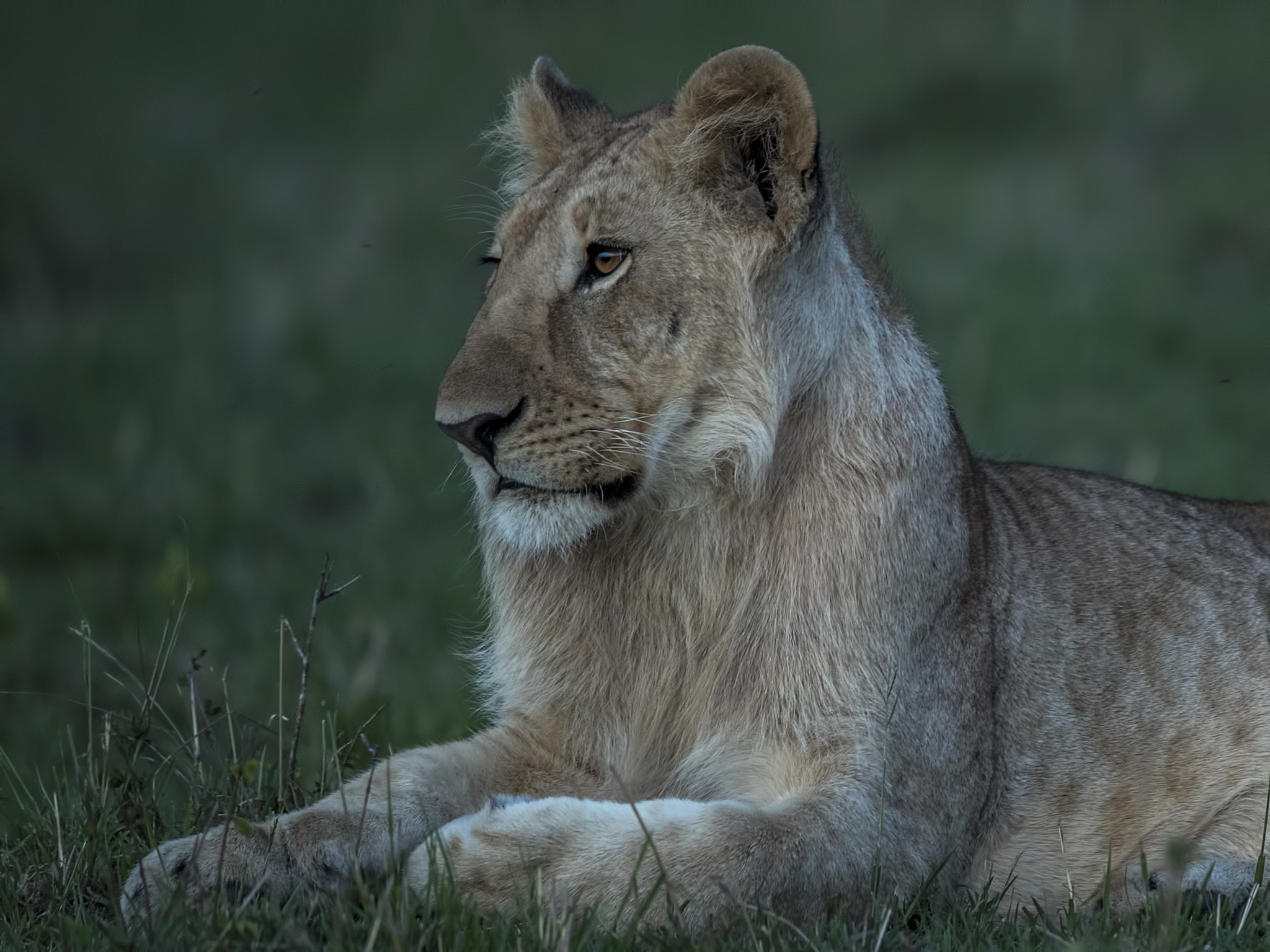 Canon EF 600mm F4L IS II USM sample photo. Cute photography