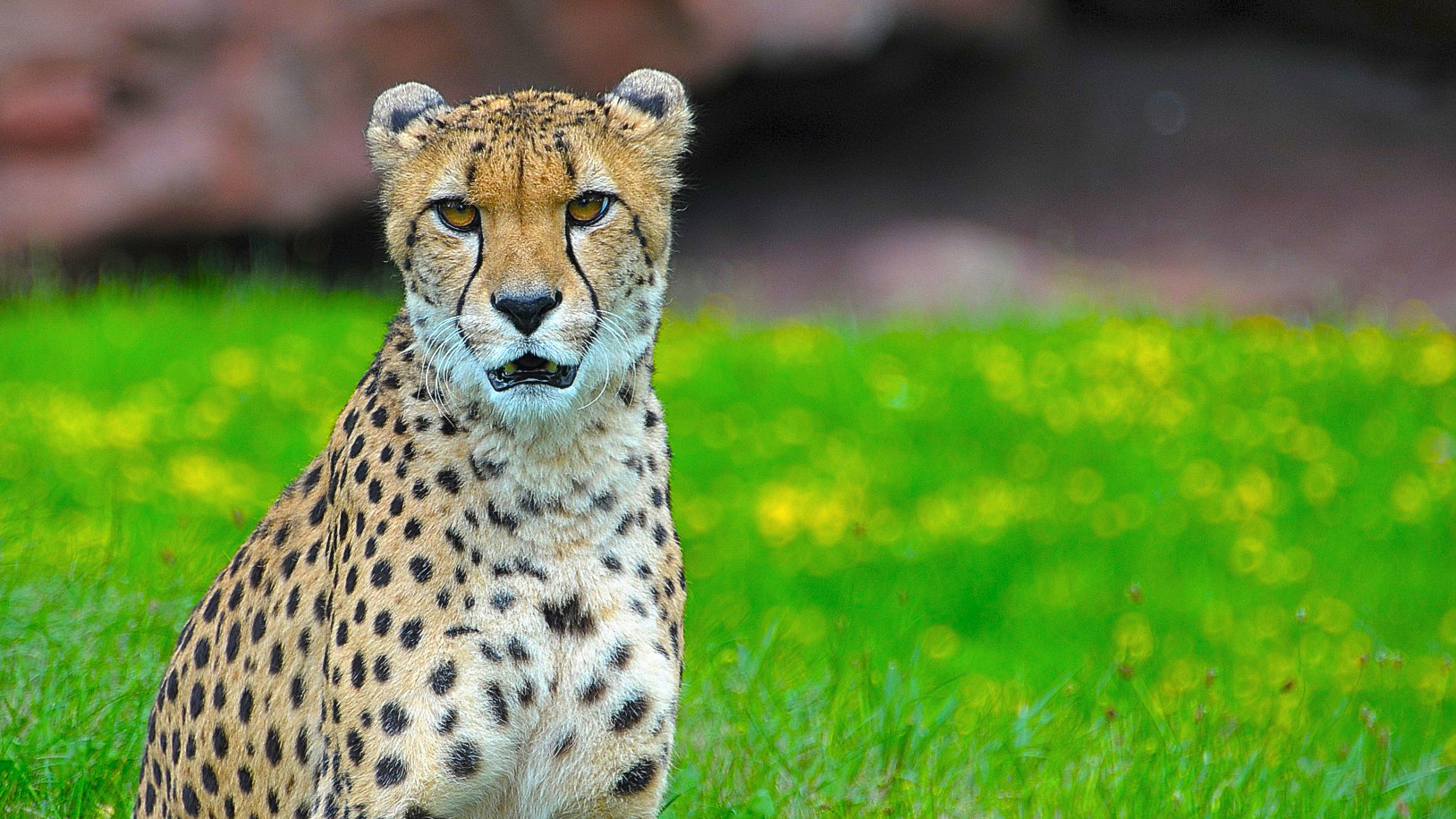 Nikon D300 sample photo. That look photography