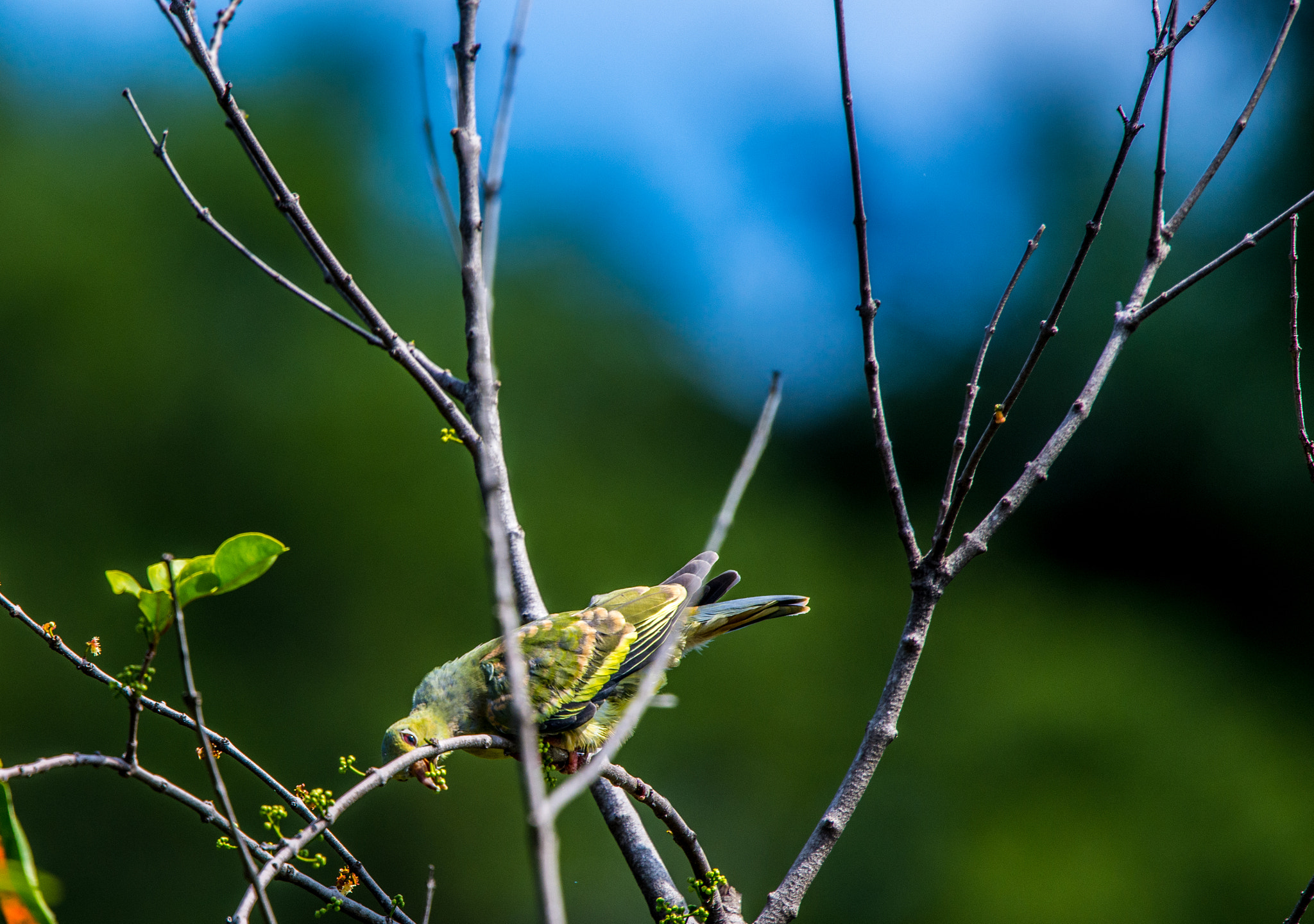 Nikon Nikkor AF-S 300mm F4E PF ED VR sample photo. Hungry photography