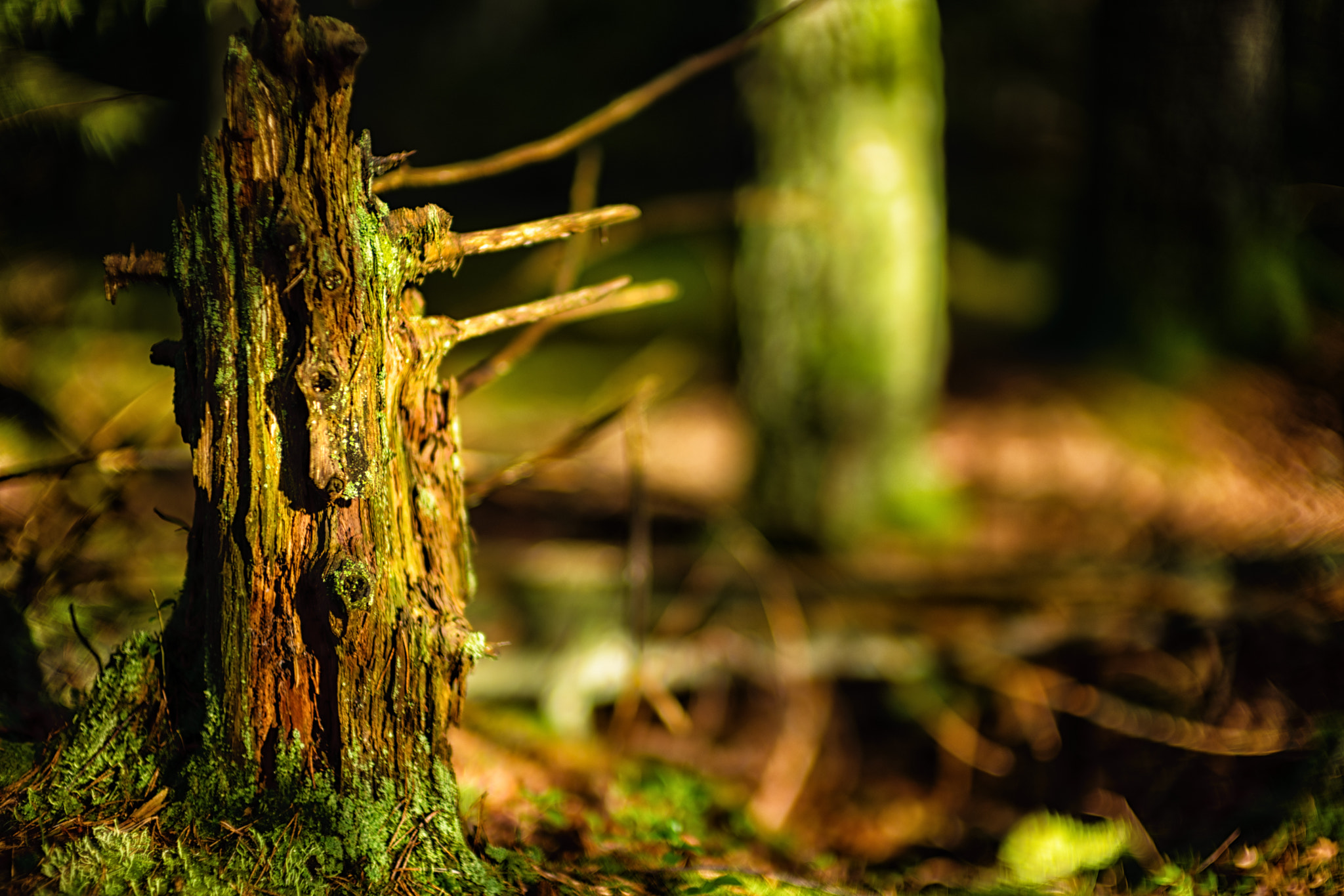 Leica Noctilux-M 50mm F0.95 ASPH sample photo. Morning light in a swedish forest photography