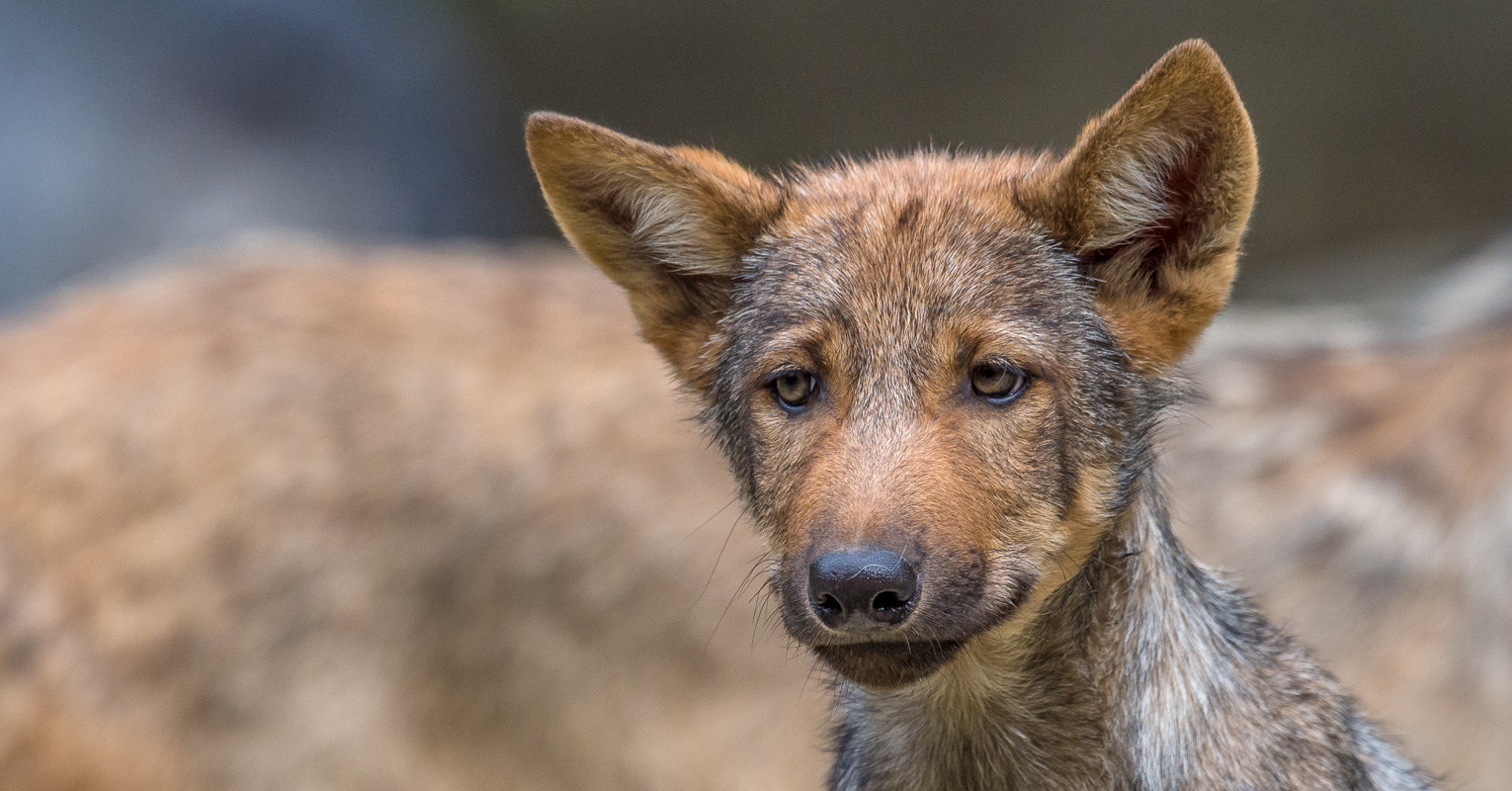 Nikon AF-S Nikkor 400mm F2.8G ED VR II sample photo. Young wolf photography