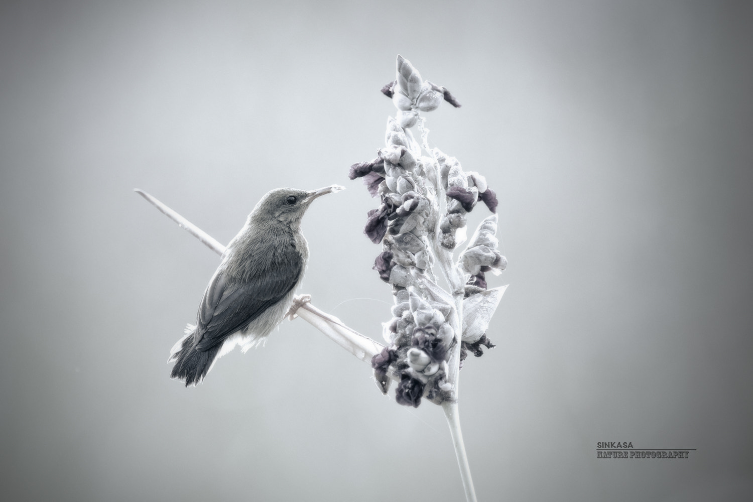 Nikon Nikkor AF-S 300mm F4E PF ED VR sample photo. Sunbird photography