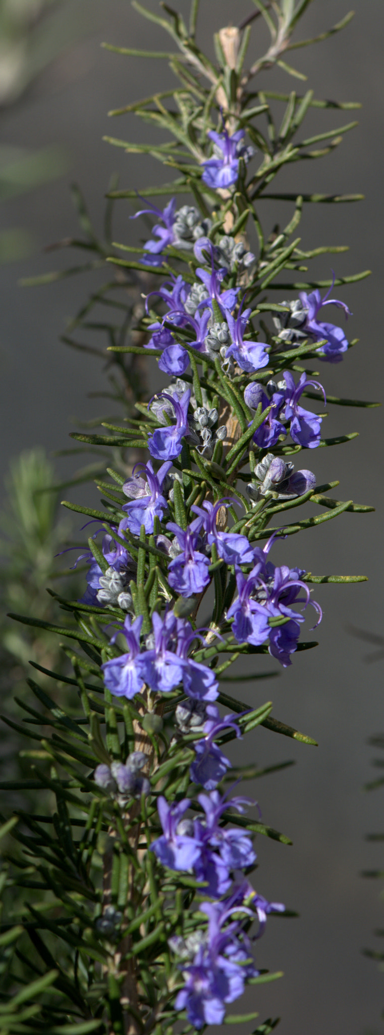 Nikon AF-S Micro-Nikkor 105mm F2.8G IF-ED VR sample photo. Violet photography