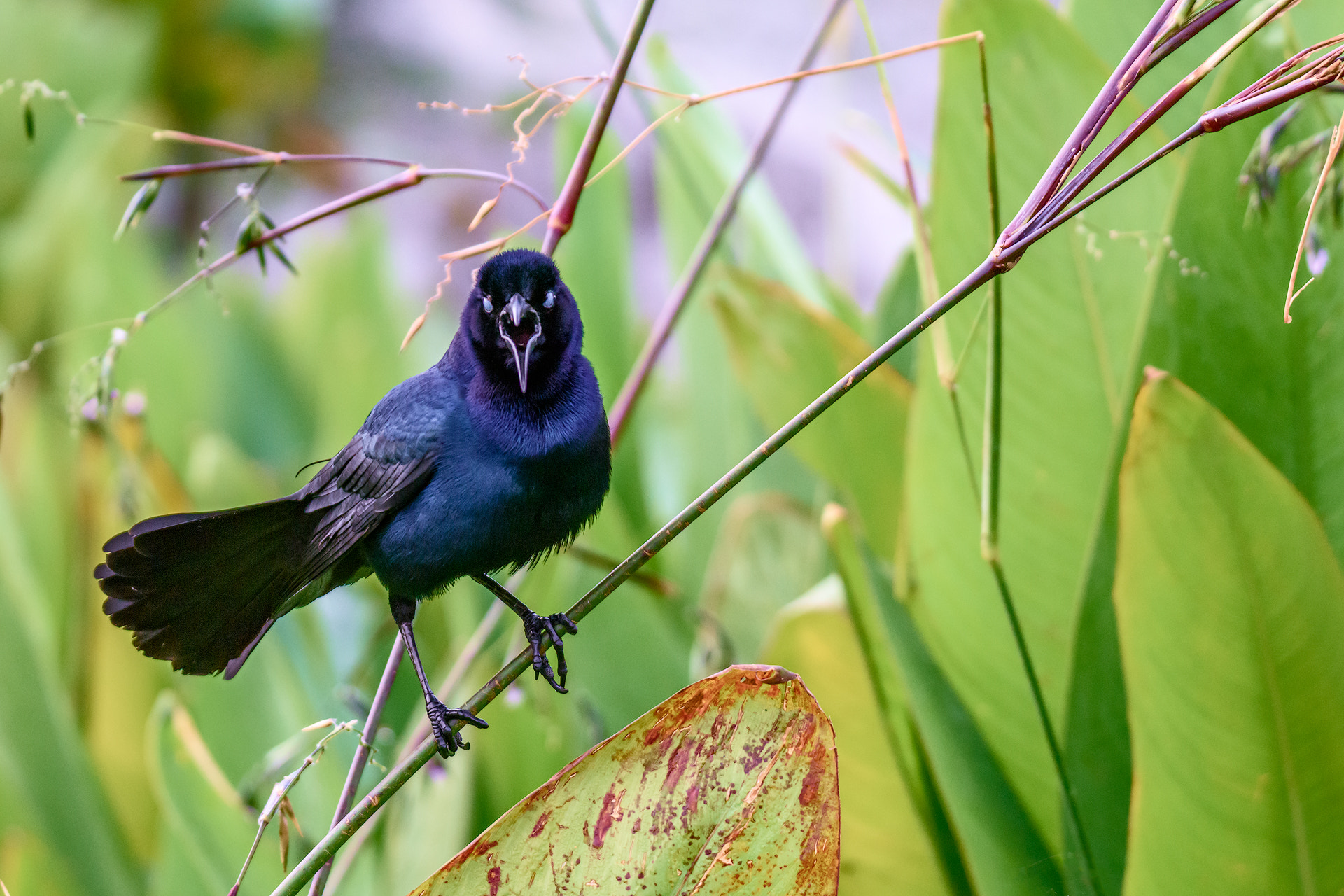 Nikon D810 + Sigma 50mm F2.8 EX DG Macro sample photo. Angry bird photography