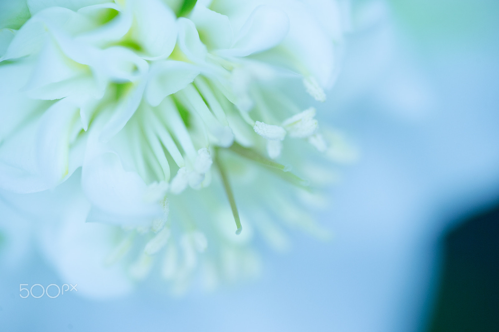 Nikon Df sample photo. Pure white photography