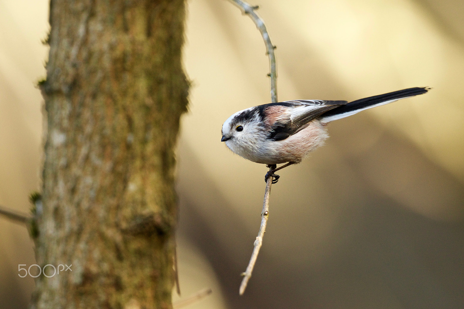 Canon EOS 7D Mark II + Canon EF 200-400mm F4L IS USM Extender 1.4x sample photo. Crumb photography