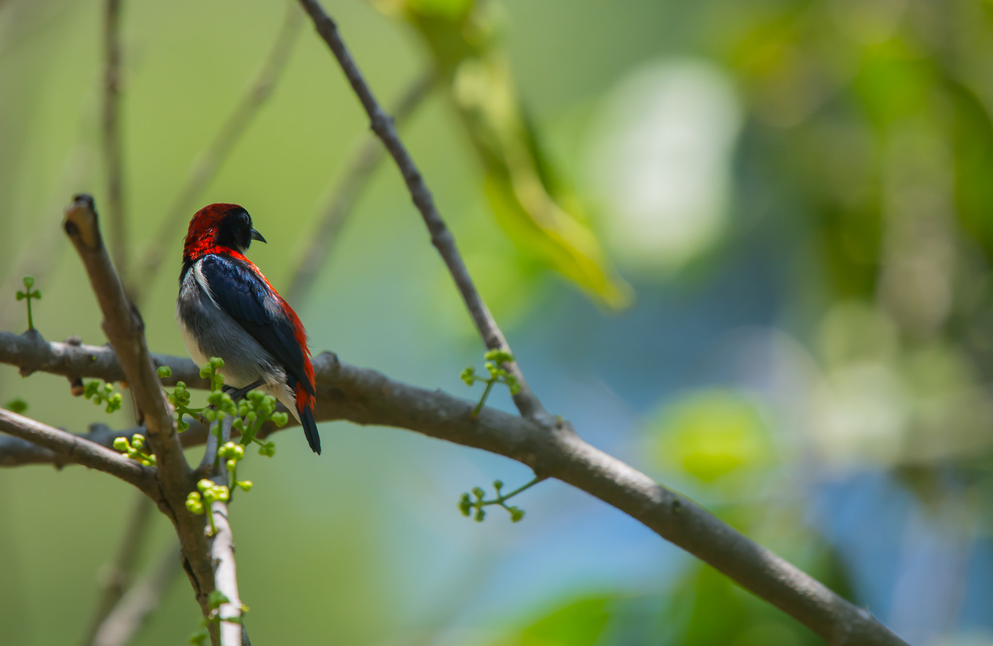 Nikon Nikkor AF-S 300mm F4E PF ED VR sample photo. Perfect colours for a sunday photography