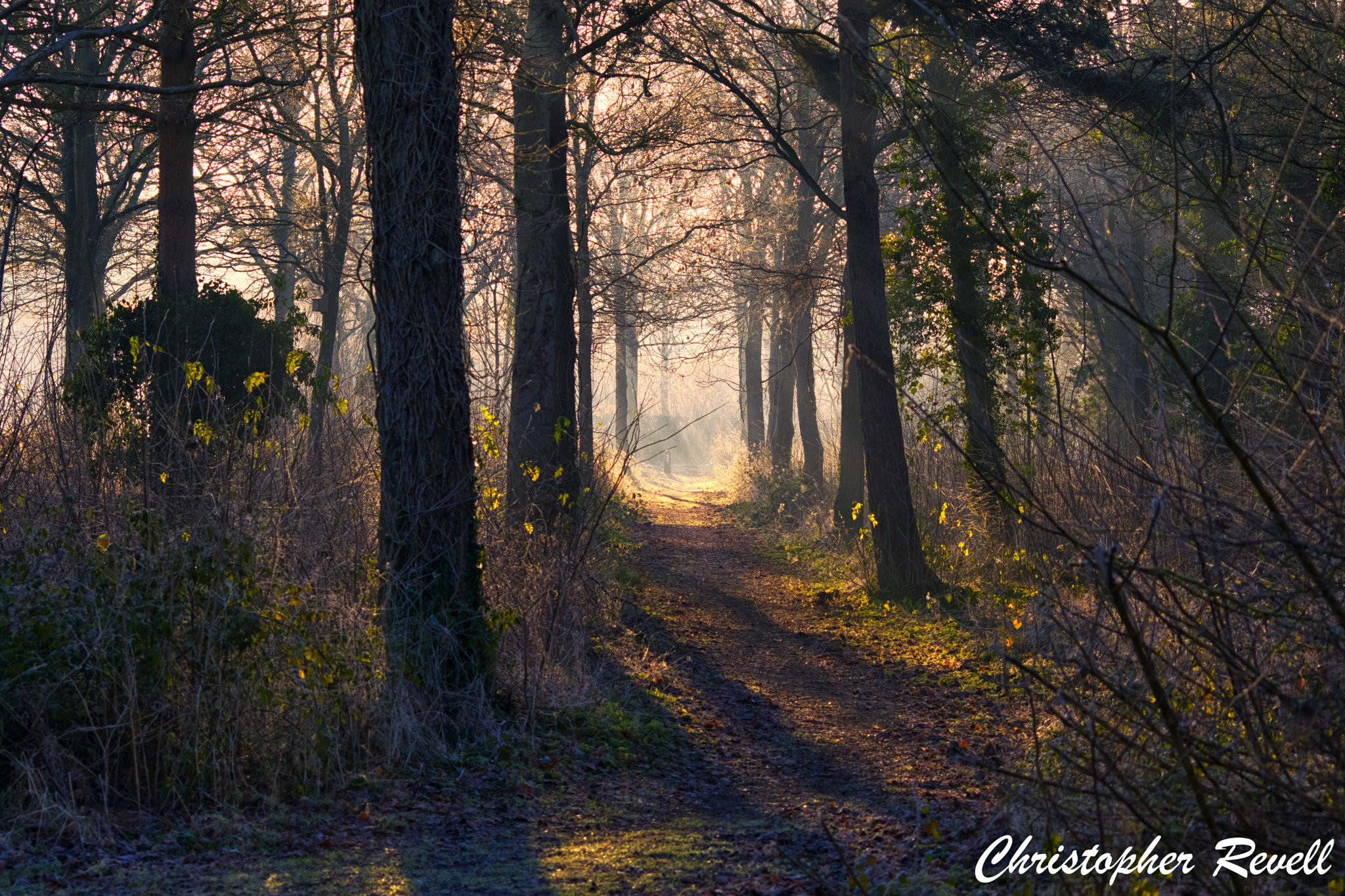 Sigma 70-300mm F4-5.6 APO DG Macro sample photo. Early morning mist photography