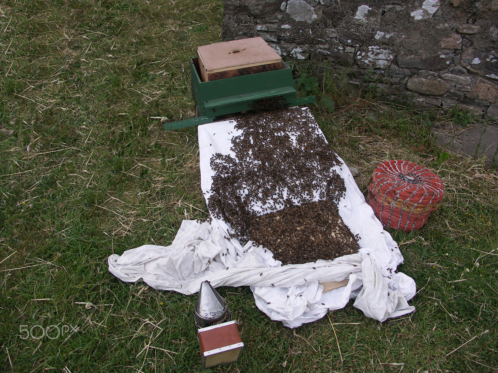 KONICA MINOLTA DiMAGE A200 sample photo. Hiving swarm of bees photography