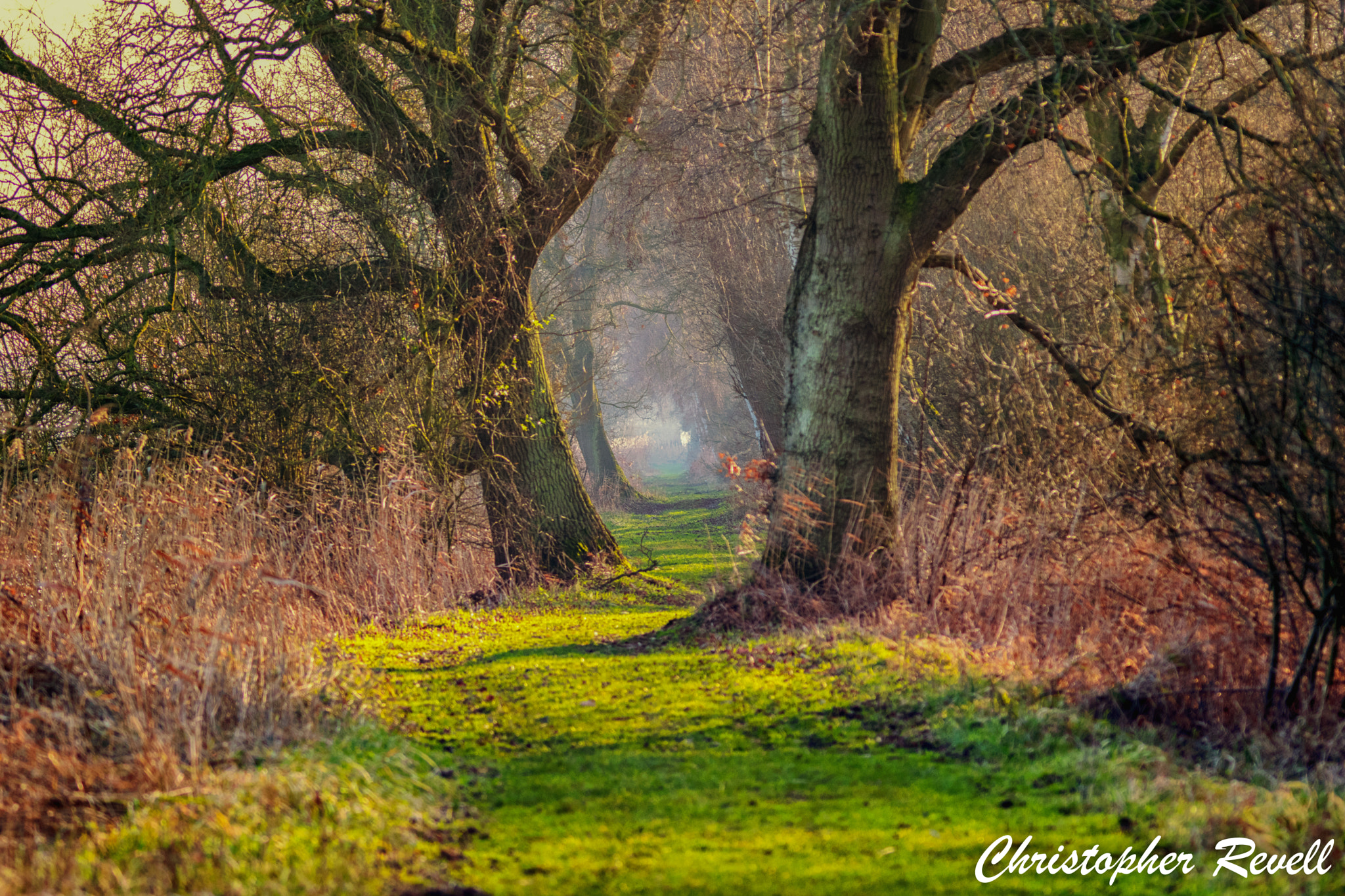 Nikon D3300 sample photo. Afternoon walk photography