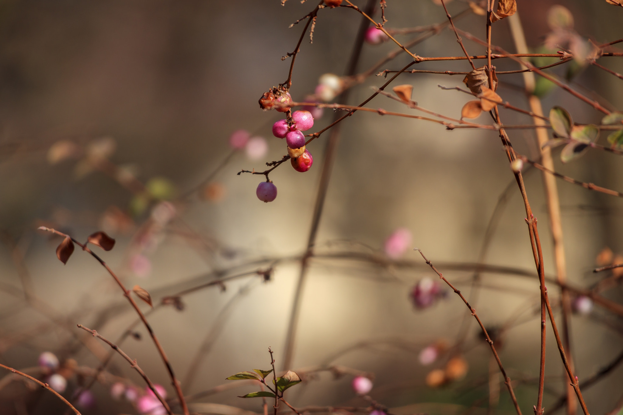Canon EOS M5 sample photo. First blossom photography