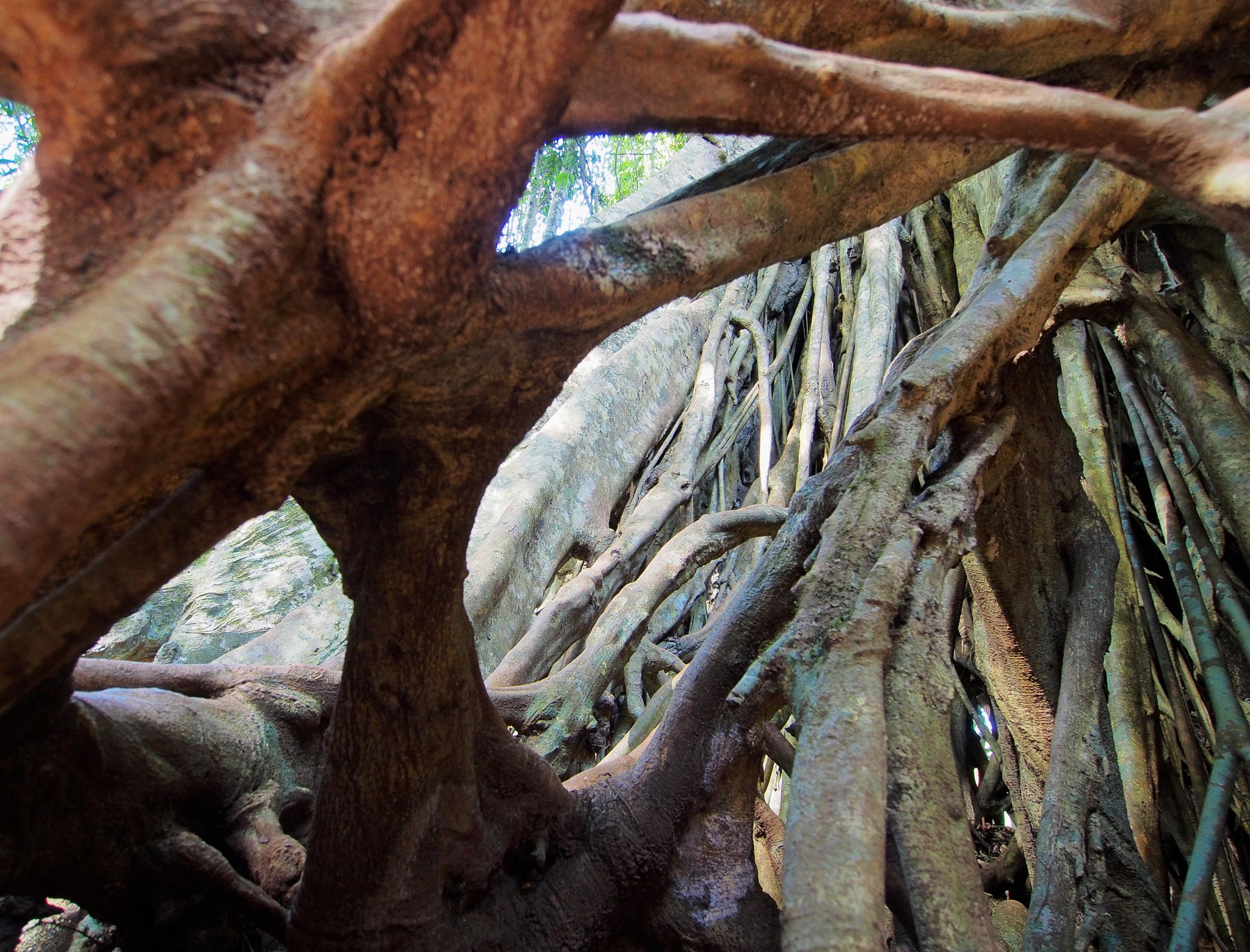 Olympus OM-D E-M5 + OLYMPUS M.9-18mm F4.0-5.6 sample photo. Under the roots photography