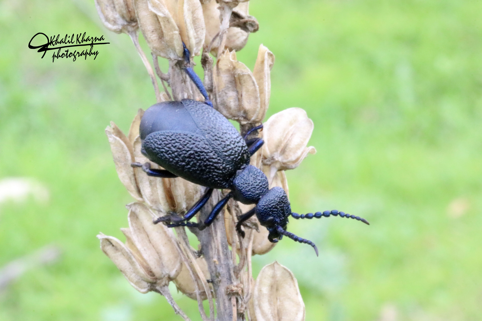 Canon EF-S 60mm F2.8 Macro USM sample photo. Untiteld photography