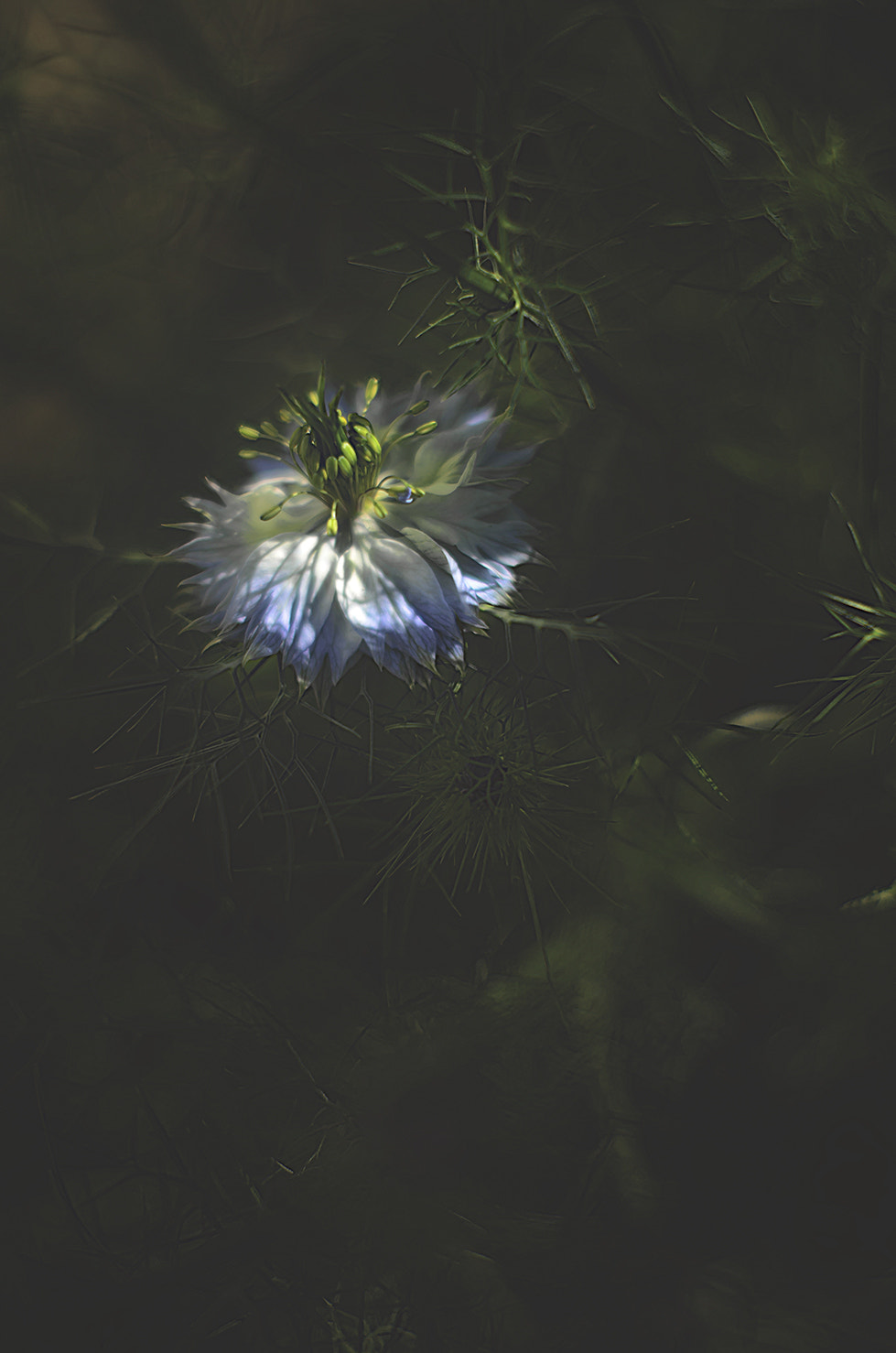 Nikon D5100 + Nikon AF-S Nikkor 50mm F1.4G sample photo. Hidden beauty photography