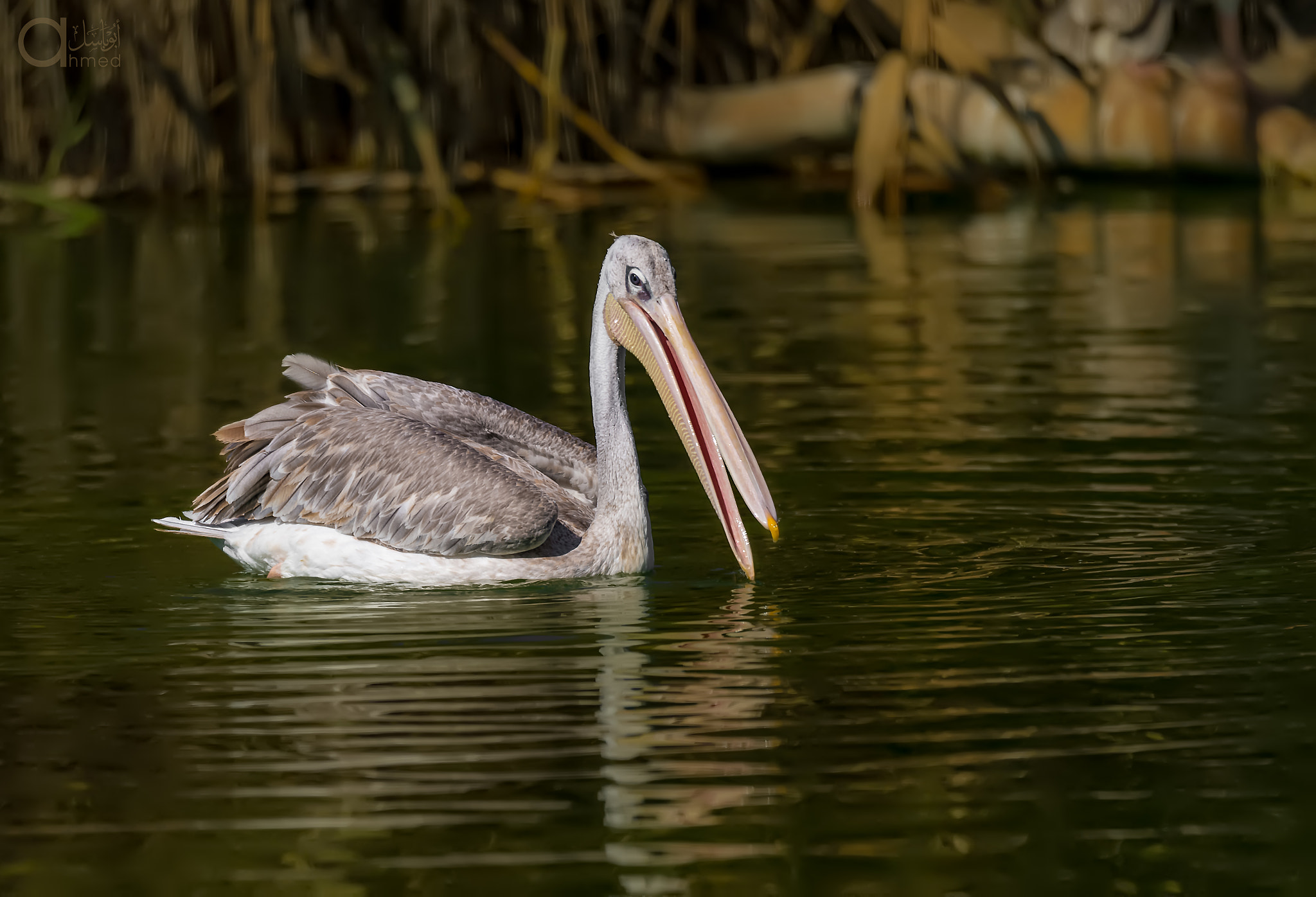 Sigma 150-600mm F5-6.3 DG OS HSM | S sample photo