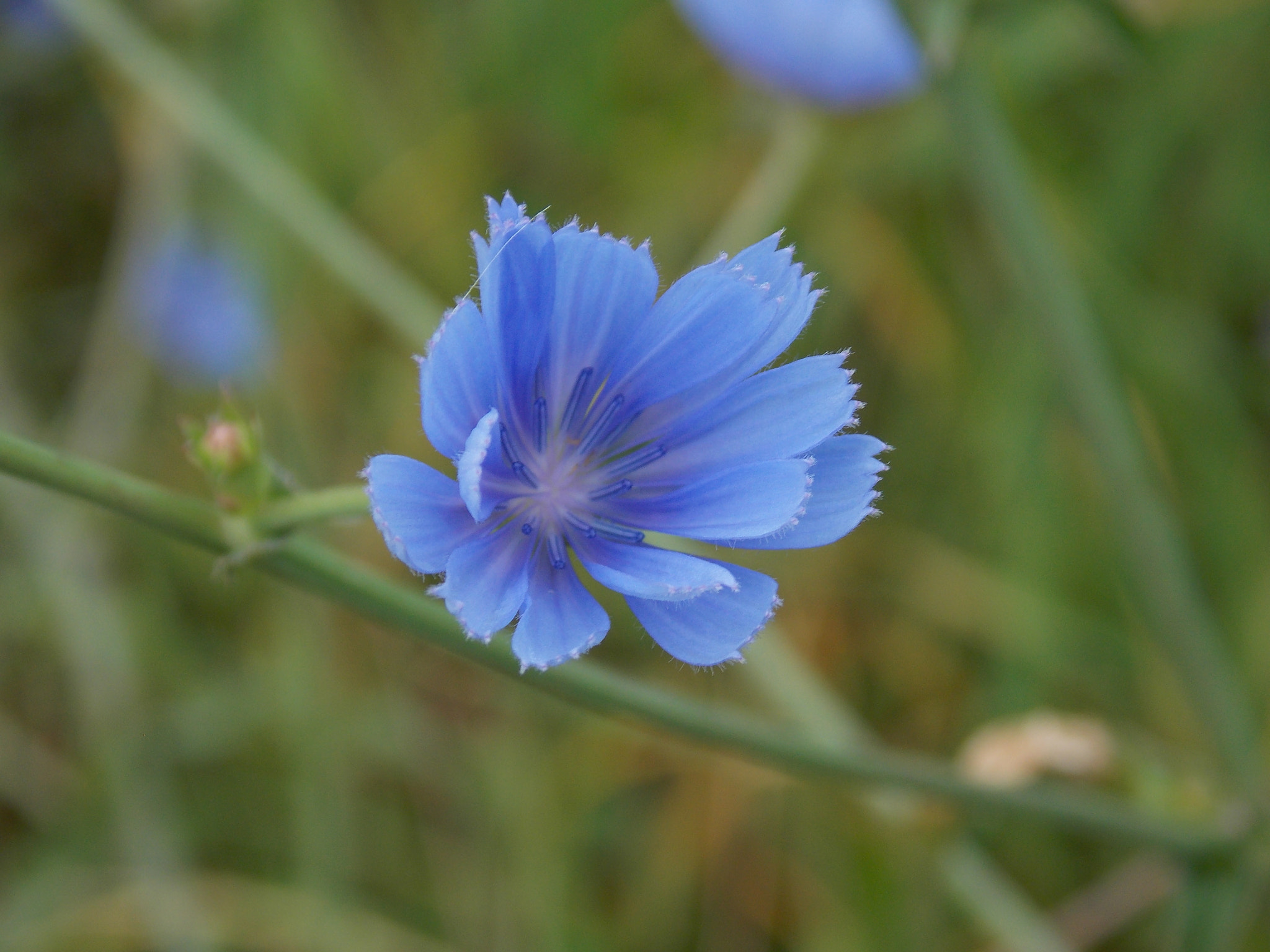 Nikon COOLPIX L320 sample photo. Blue... photography