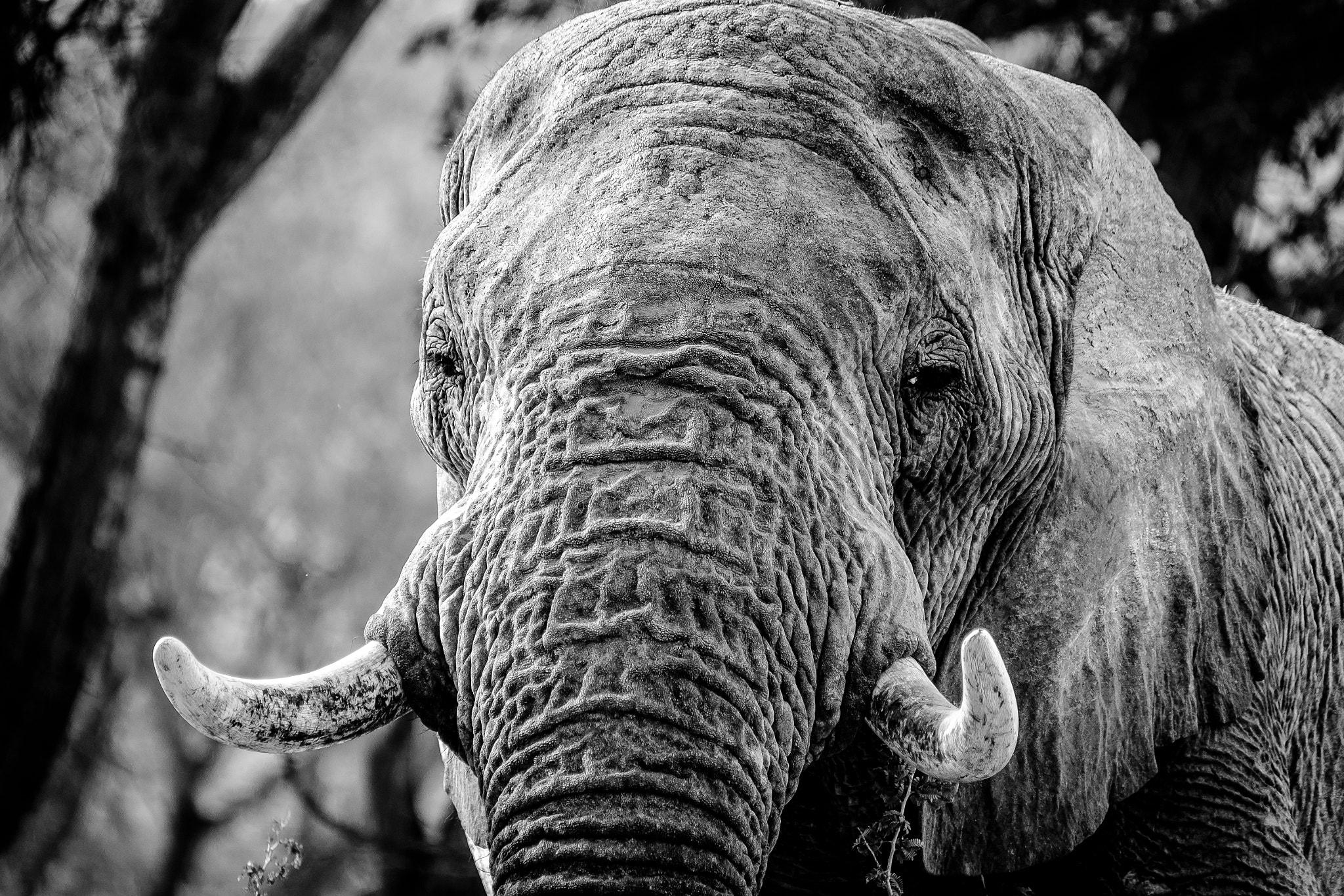 Fujifilm XF 100-400mm F4.5-5.6 R LM OIS WR sample photo. Friendly elephant bull photography