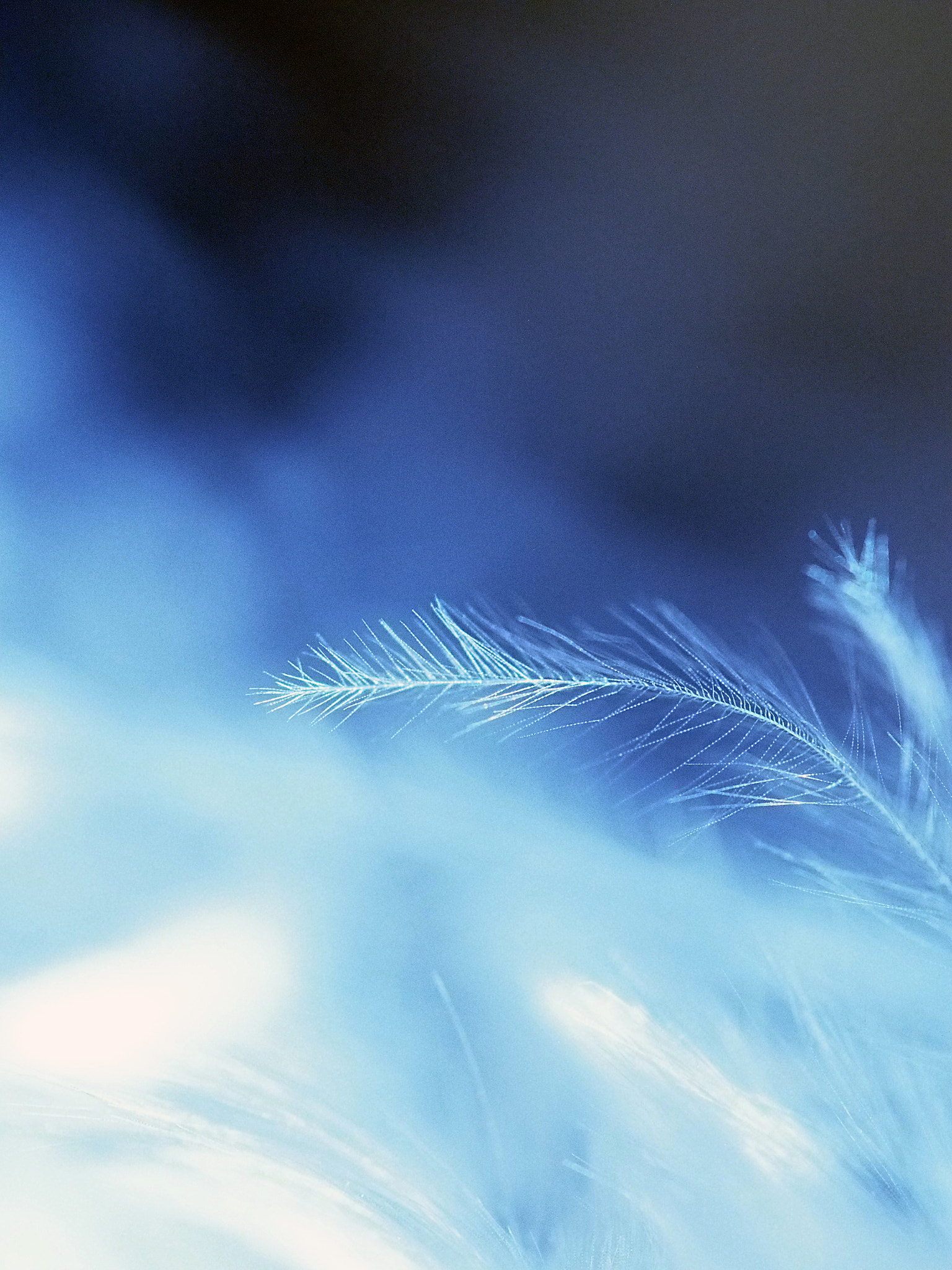 Olympus M.Zuiko Digital ED 60mm F2.8 Macro sample photo. Cyanotype style photography